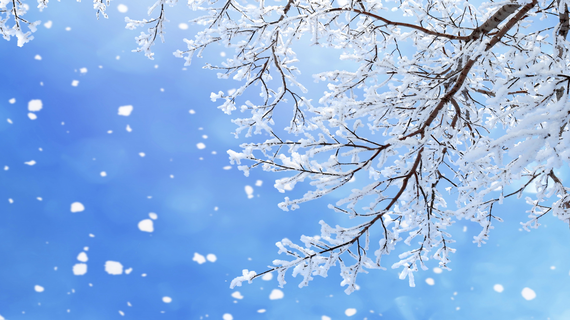 冬天, 树枝, 雪花, 季节, 冻结 壁纸 1920x1080 允许