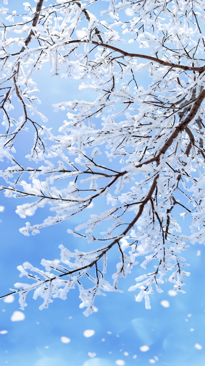 冬天, 树枝, 雪花, 季节, 冻结 壁纸 720x1280 允许