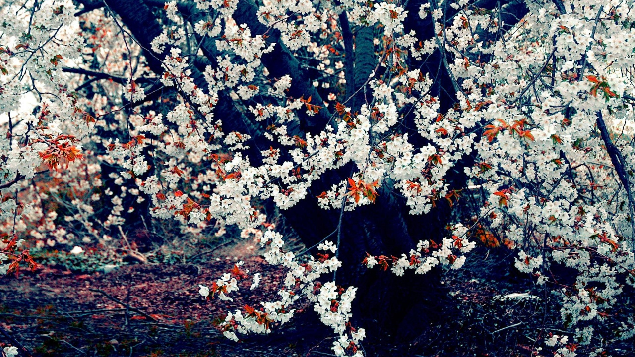 White and Brown Leaves on Ground. Wallpaper in 1280x720 Resolution