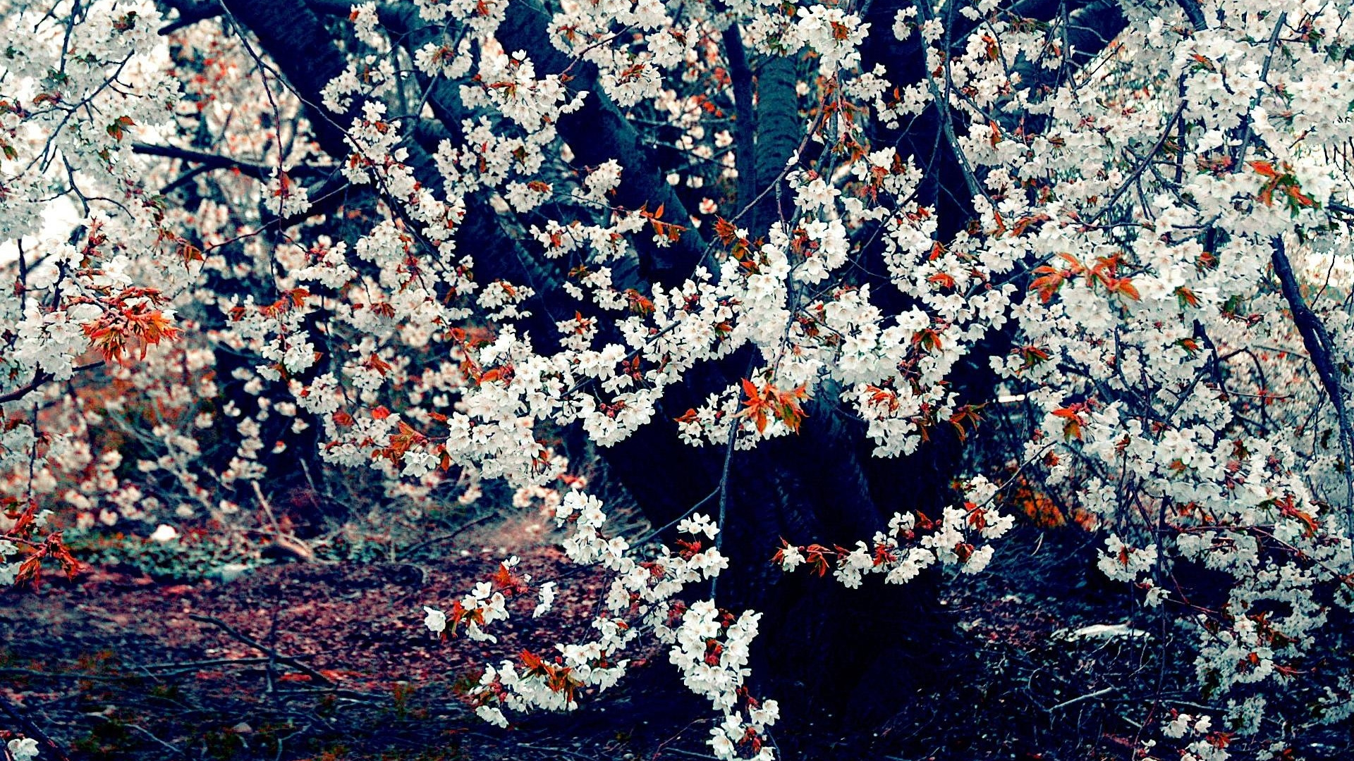 White and Brown Leaves on Ground. Wallpaper in 1920x1080 Resolution