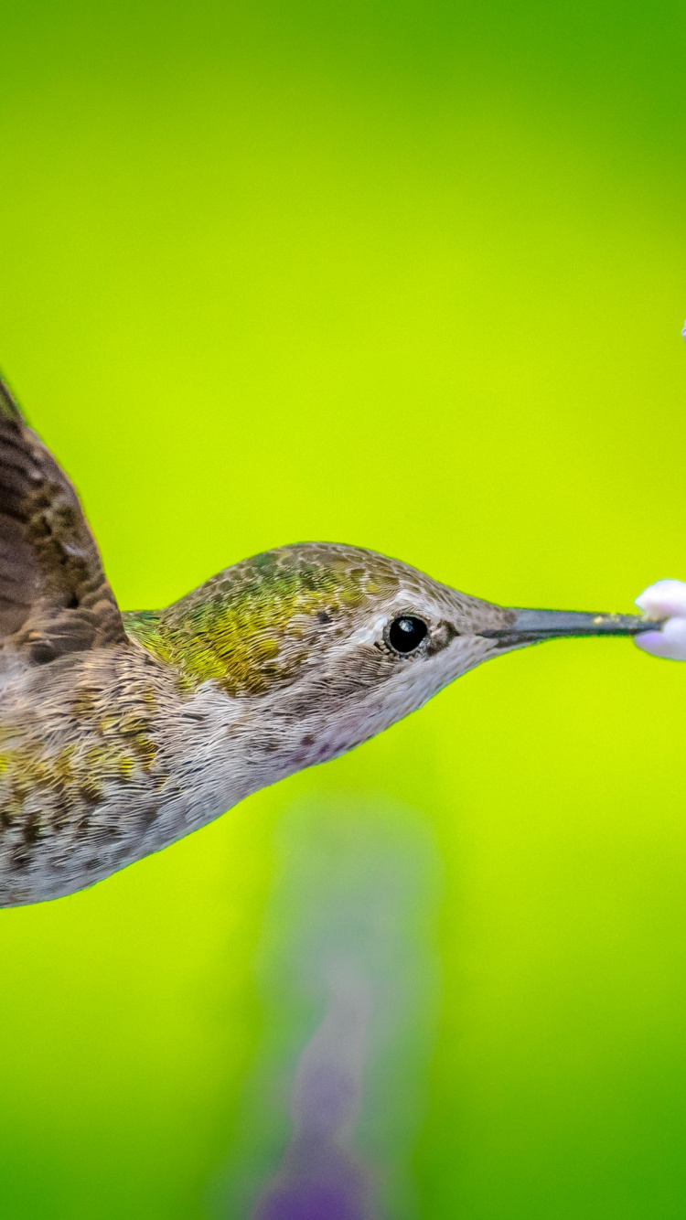 Colibrí Verde y Blanco Volando. Wallpaper in 750x1334 Resolution