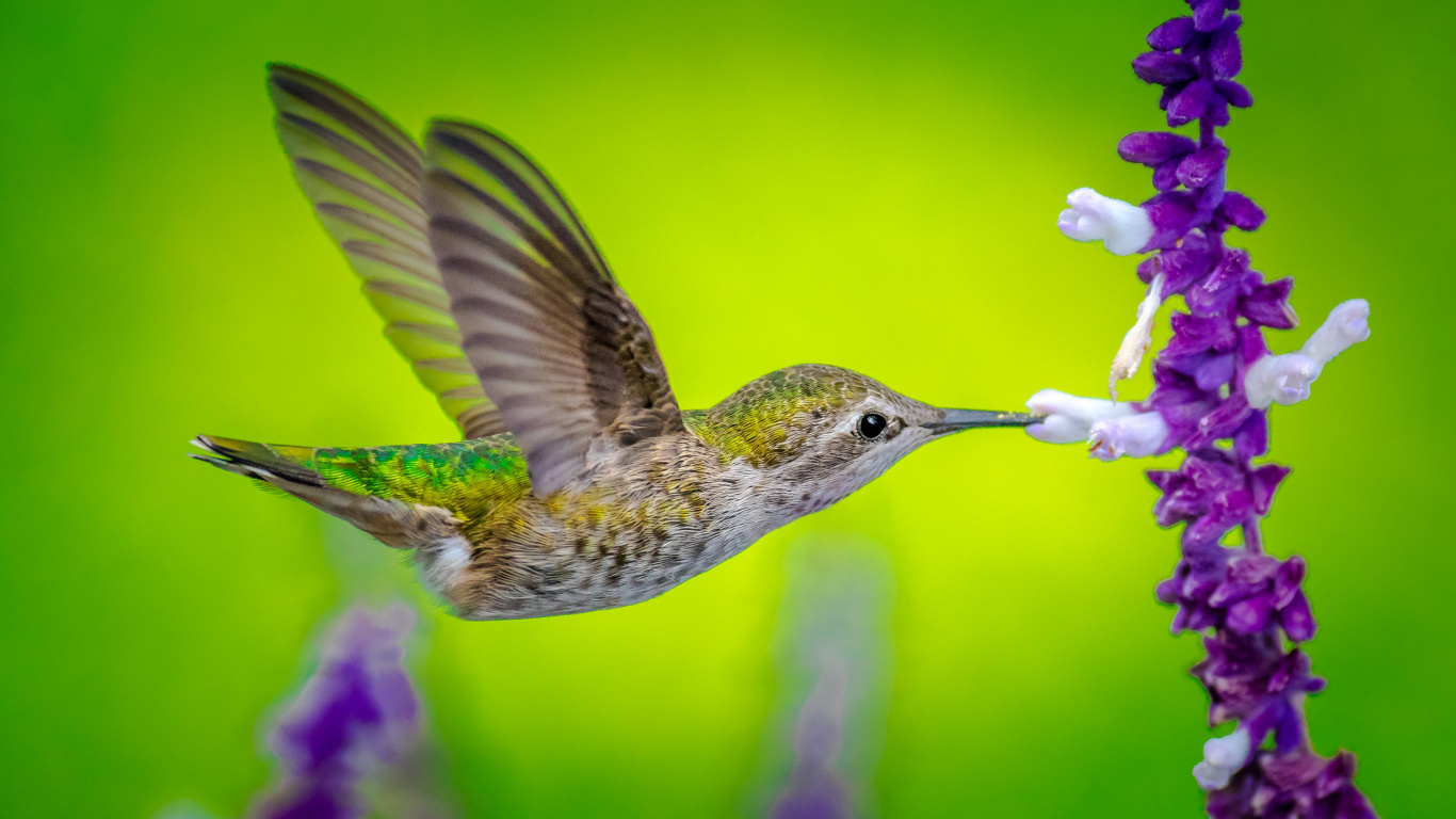 Grün-weißer Kolibri Fliegt. Wallpaper in 1366x768 Resolution