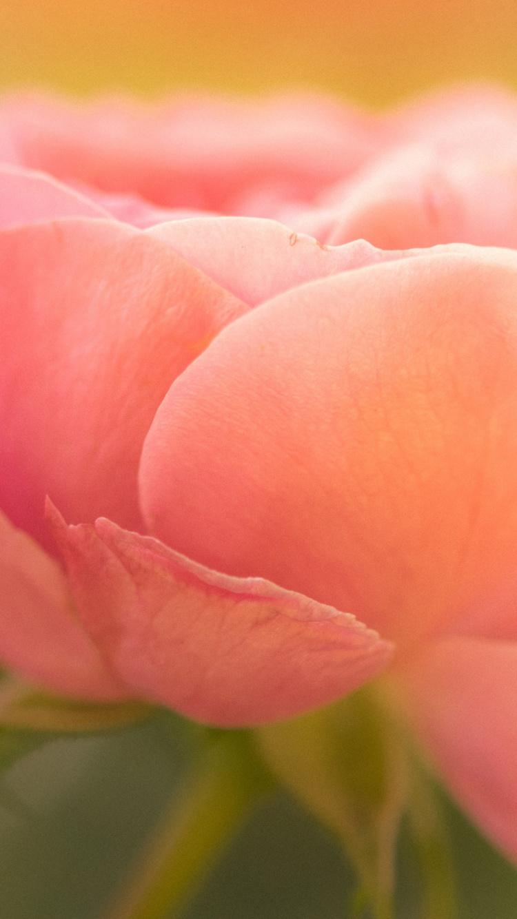 Petal, Garden Roses, Flower, Plant, Natural Environment. Wallpaper in 750x1334 Resolution