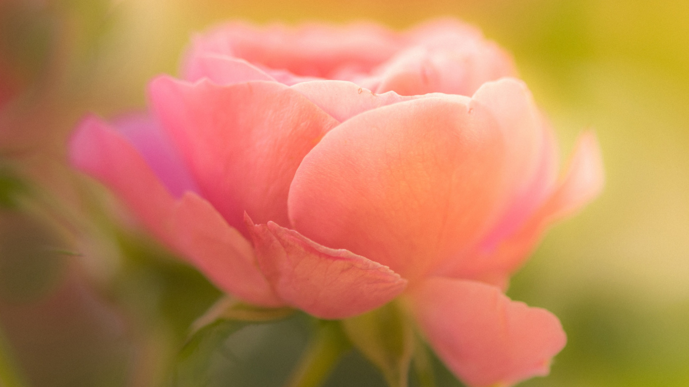Pétale, Les Roses de Jardin, Environnement Naturel, Botanique, Pink. Wallpaper in 1366x768 Resolution