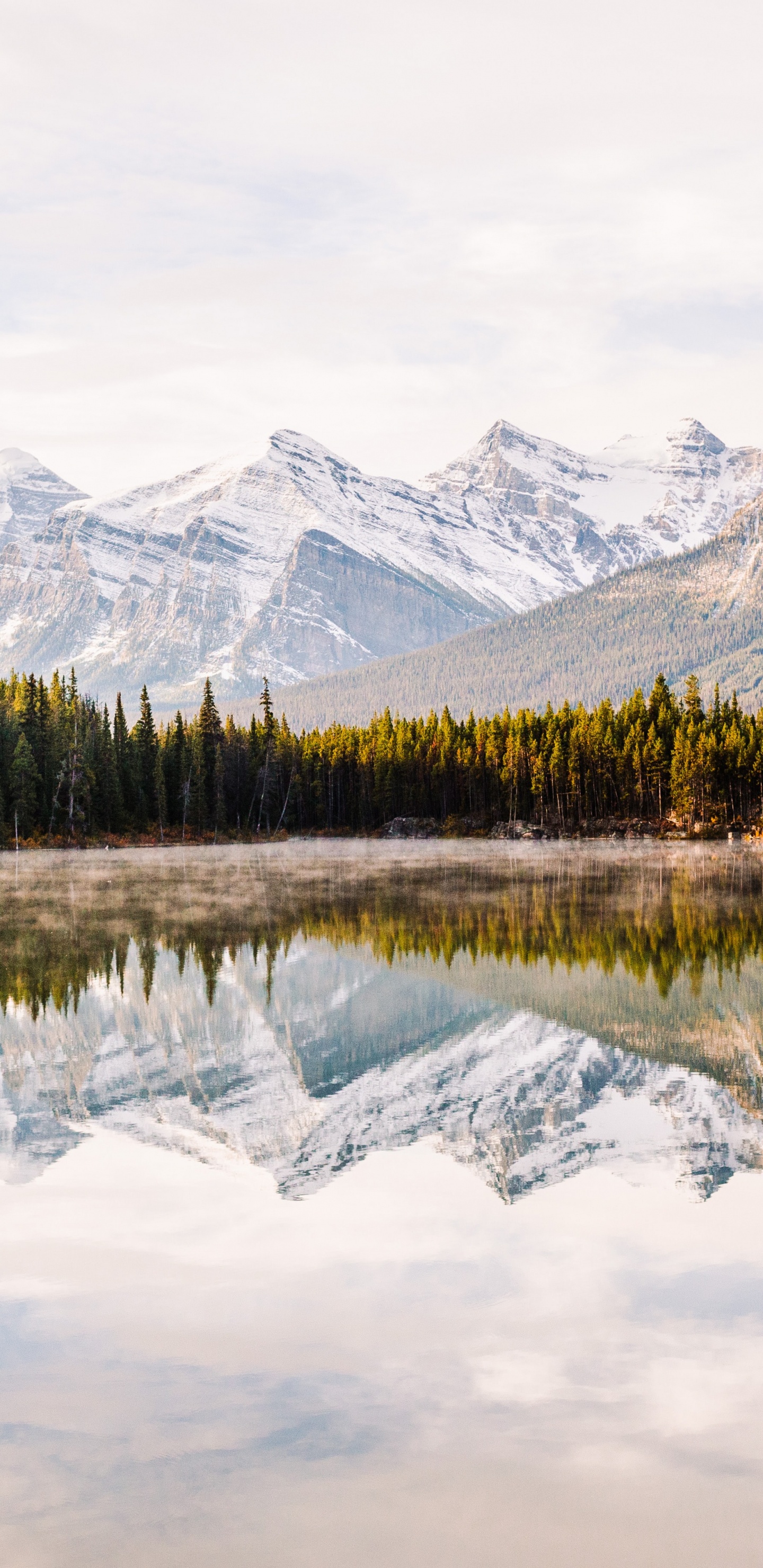 Eau, Les Ressources en Eau, L'écorégion, Paysage Naturel, Mélèze. Wallpaper in 1440x2960 Resolution