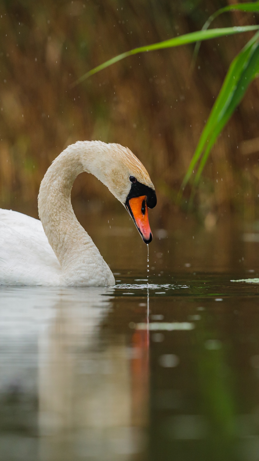 Swan, Eau, Oiseau, Liquid, Fluide. Wallpaper in 1080x1920 Resolution