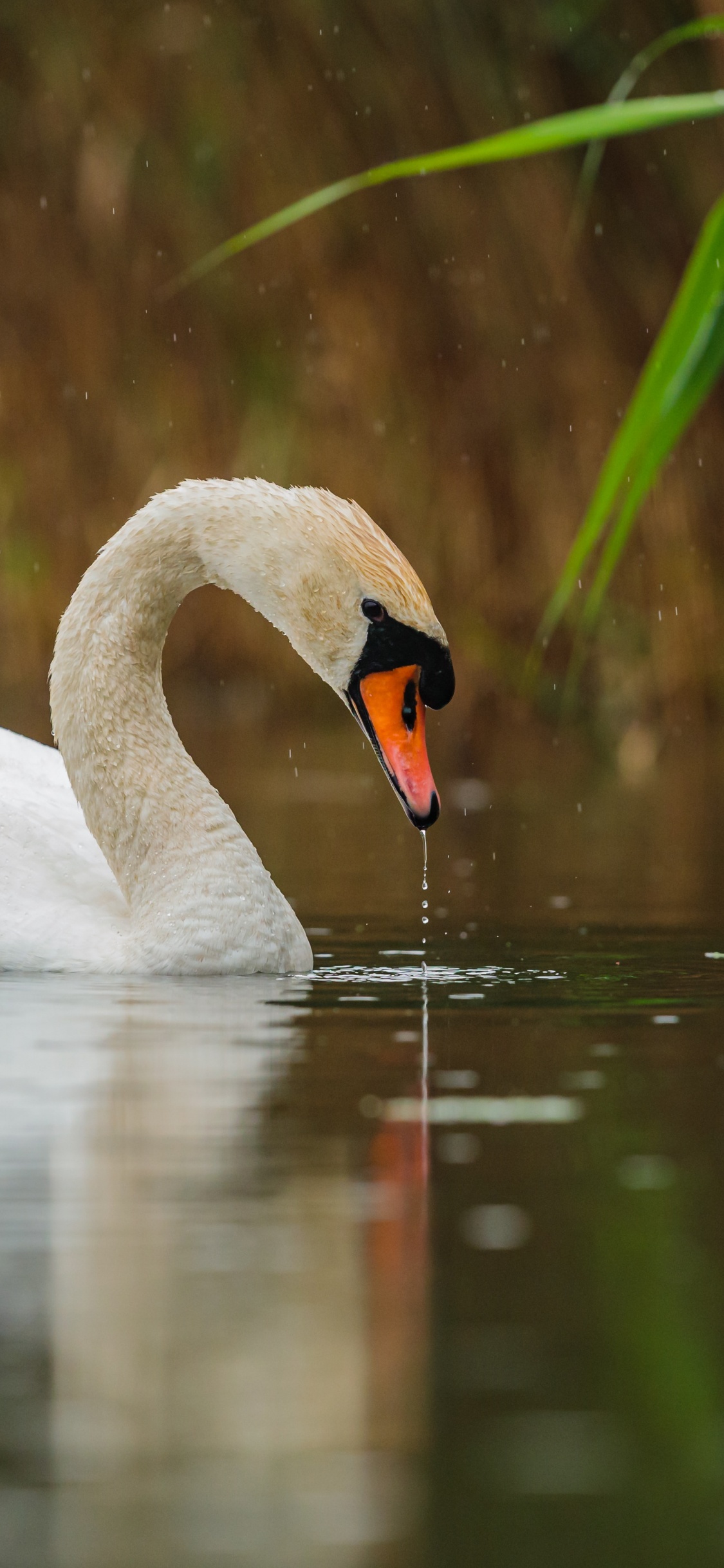 Swan, Eau, Oiseau, Liquid, Fluide. Wallpaper in 1125x2436 Resolution