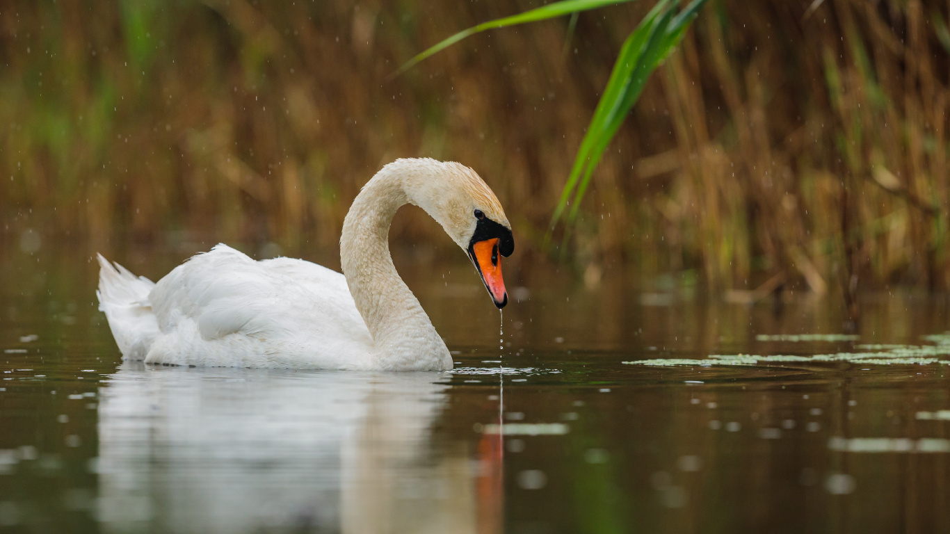 Swan, Los Cisnes, Agua, Ave, Líquido. Wallpaper in 1366x768 Resolution