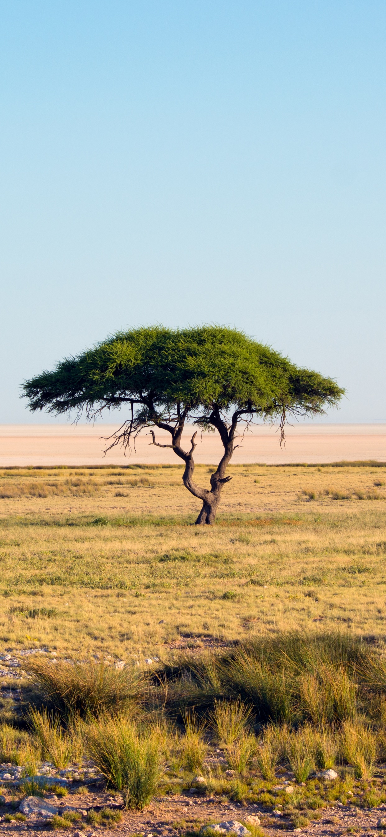 Etosha National Park, Etosha Pan, Mikumi National Park, Tsavo East National Park, Maasai Mara National Reserve. Wallpaper in 1242x2688 Resolution
