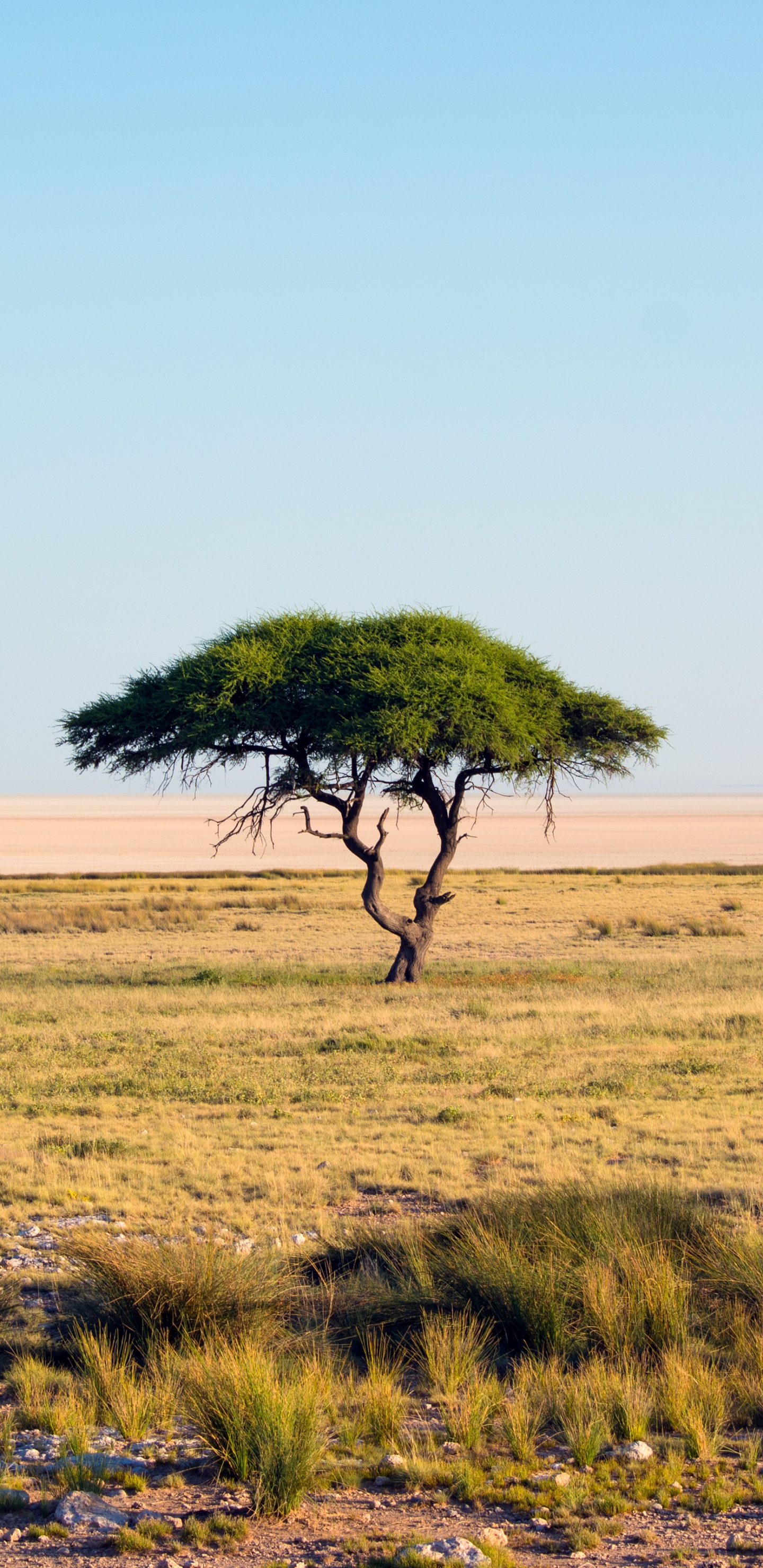 Etosha National Park, Etosha Pan, Mikumi National Park, Tsavo East National Park, Maasai Mara National Reserve. Wallpaper in 1440x2960 Resolution