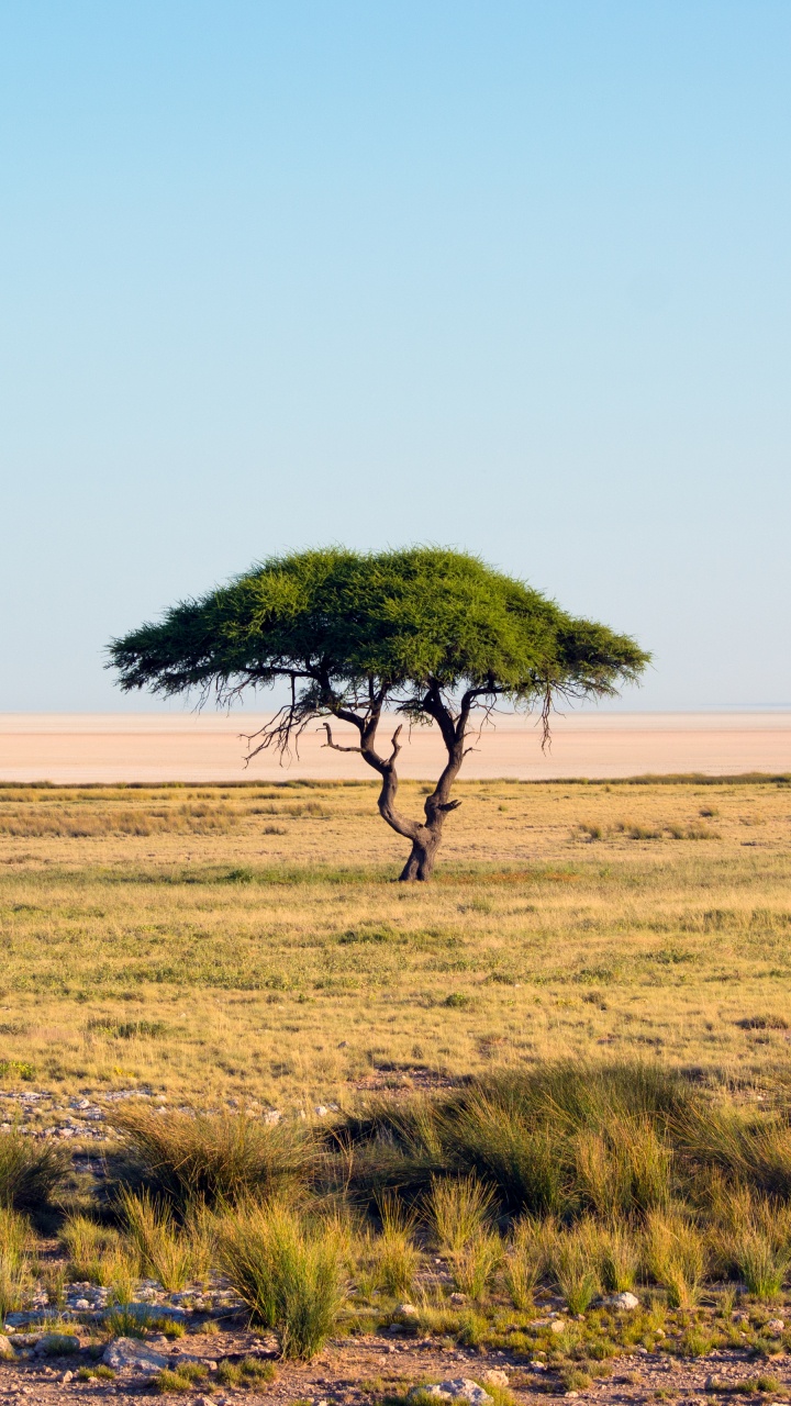 Etosha National Park, Etosha Pan, Mikumi National Park, Tsavo East National Park, Maasai Mara National Reserve. Wallpaper in 720x1280 Resolution