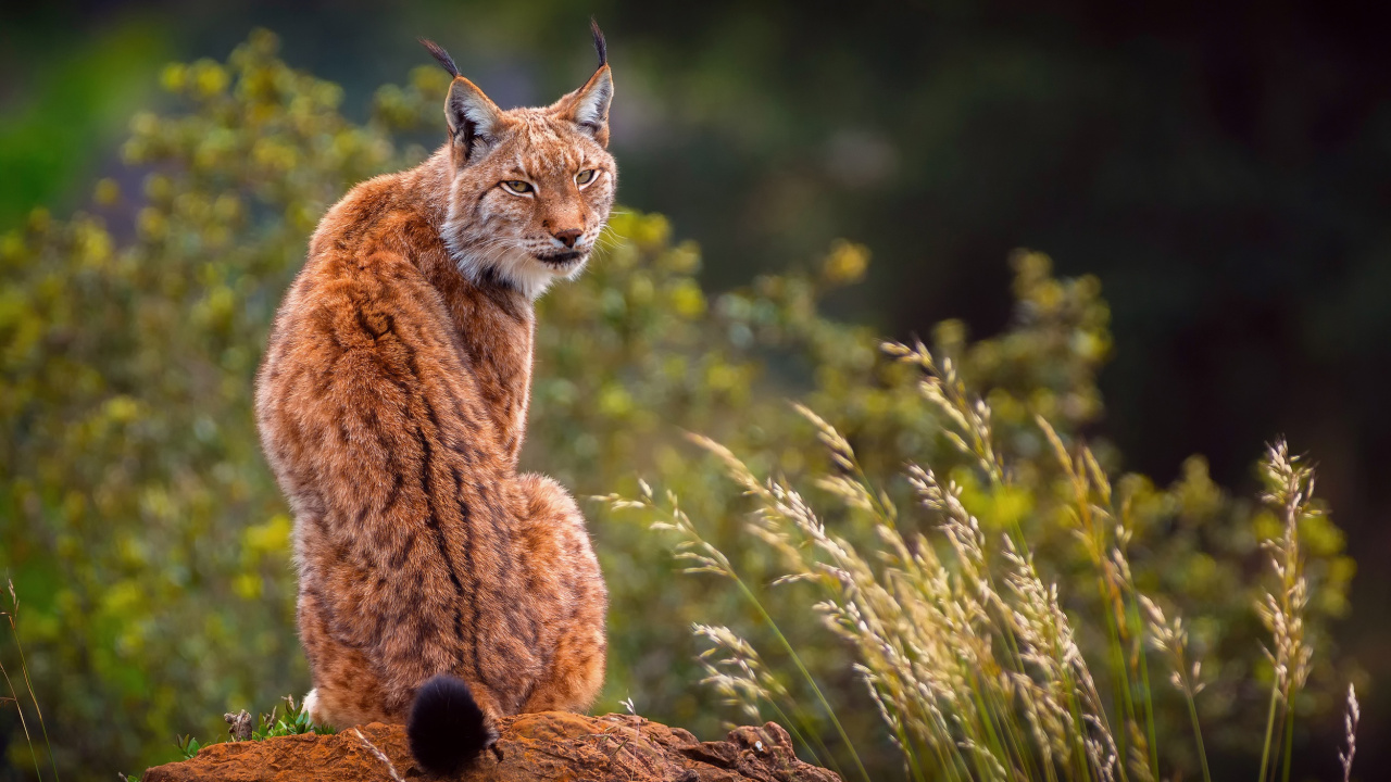 猞猁, 猫科, 野生动物, 陆地动物, 山猫 壁纸 1280x720 允许