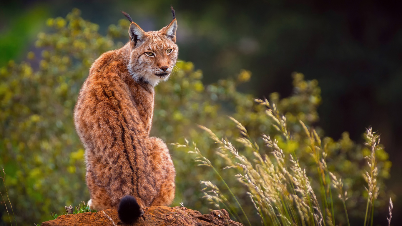 猞猁, 猫科, 野生动物, 陆地动物, 山猫 壁纸 1366x768 允许