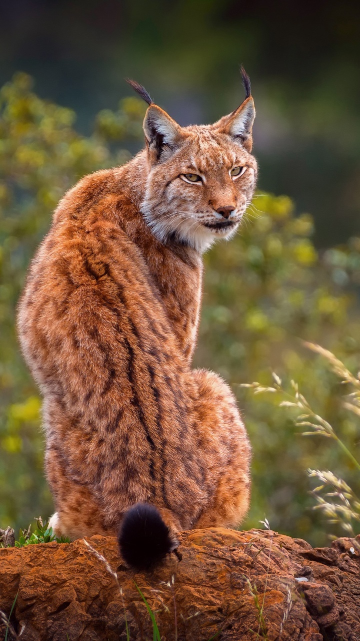 猞猁, 猫科, 野生动物, 陆地动物, 山猫 壁纸 720x1280 允许