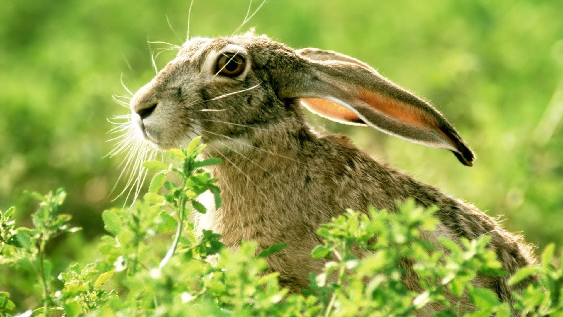 Lapin Brun Sur L'herbe Verte Pendant la Journée. Wallpaper in 1920x1080 Resolution