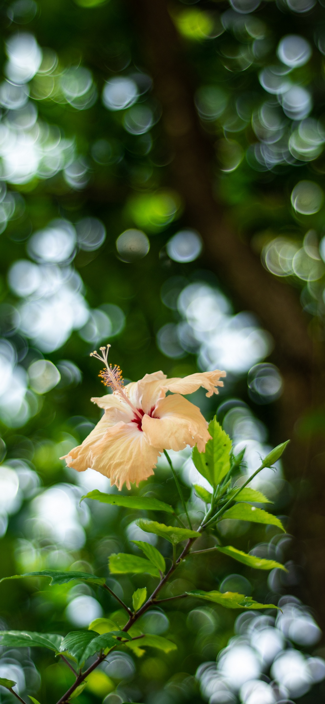 Gelbes Und Rotes Ahornblatt in Tilt-Shift-Linse. Wallpaper in 1125x2436 Resolution