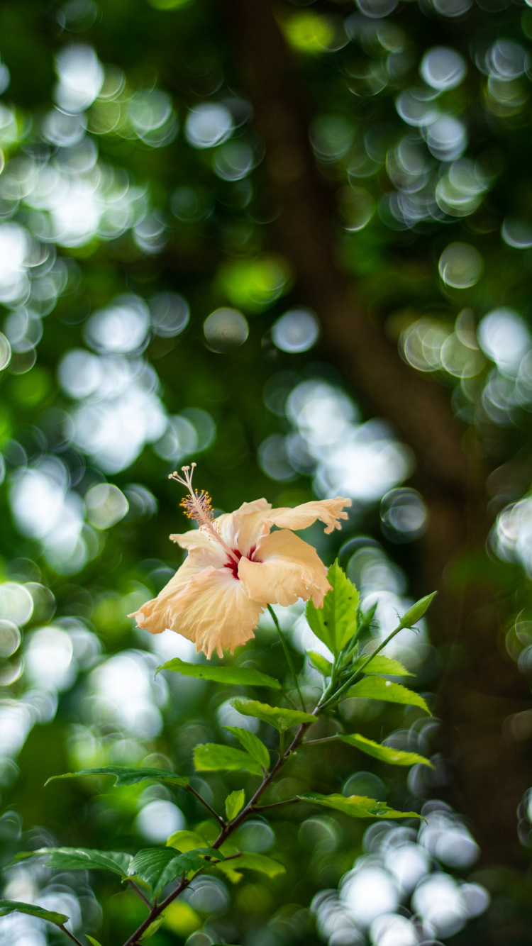 Gelbes Und Rotes Ahornblatt in Tilt-Shift-Linse. Wallpaper in 750x1334 Resolution