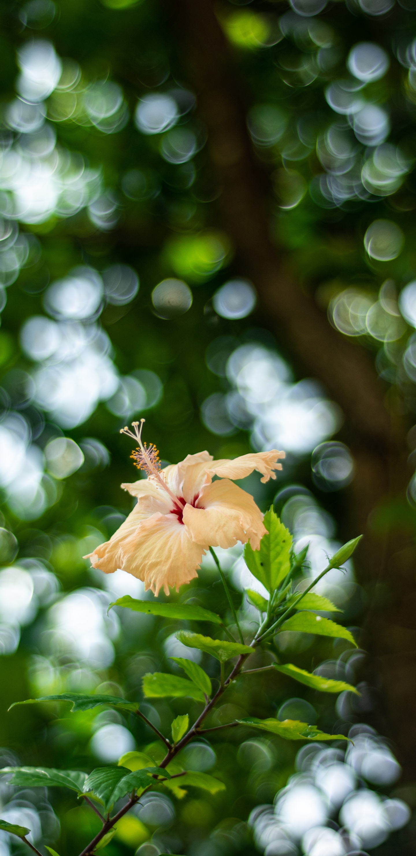 植物干, 绿色的, 阳光, 弹簧, 关闭了 壁纸 1440x2960 允许