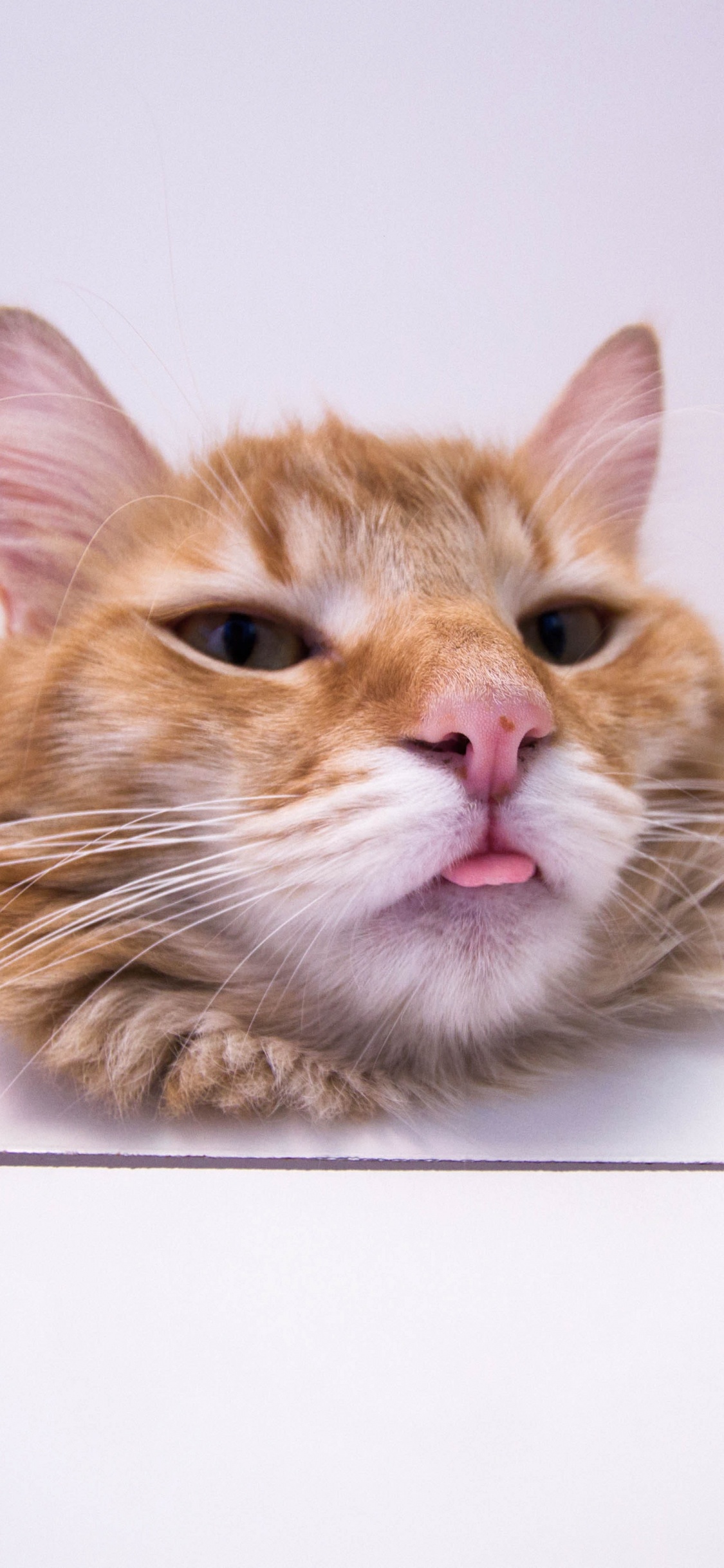 大花猫, 小猫, 猫科, 胡须, 欧洲短毛猫 壁纸 1125x2436 允许