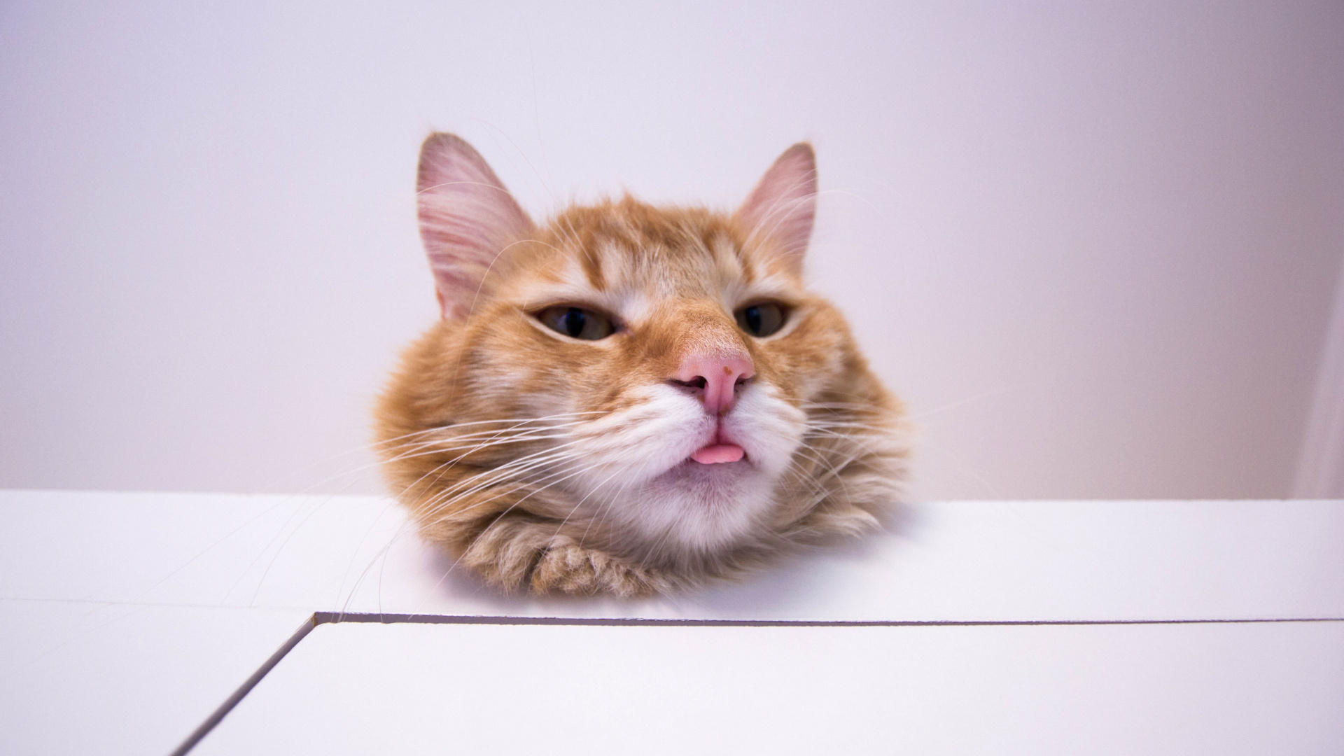 大花猫, 小猫, 猫科, 胡须, 欧洲短毛猫 壁纸 1920x1080 允许