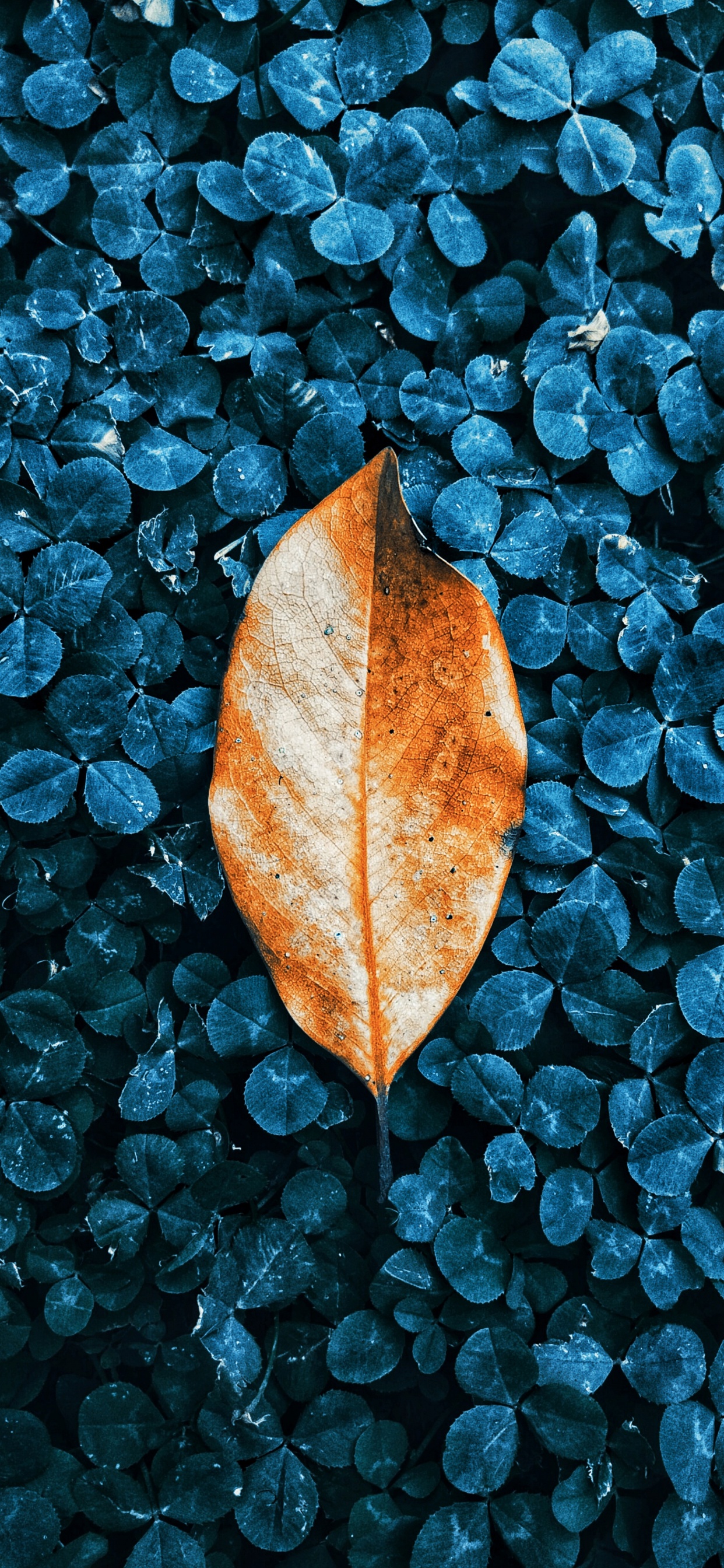 Autumn, Leaf, Botany, Liquid, Nature. Wallpaper in 1242x2688 Resolution