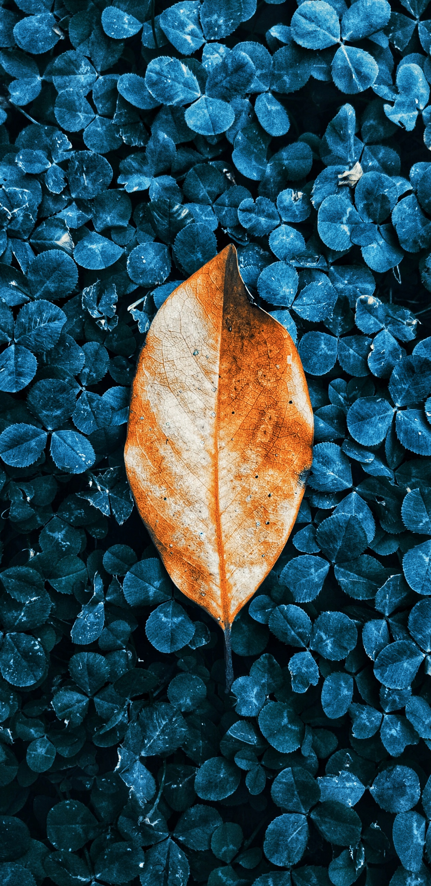 Autumn, Leaf, Botany, Liquid, Nature. Wallpaper in 1440x2960 Resolution