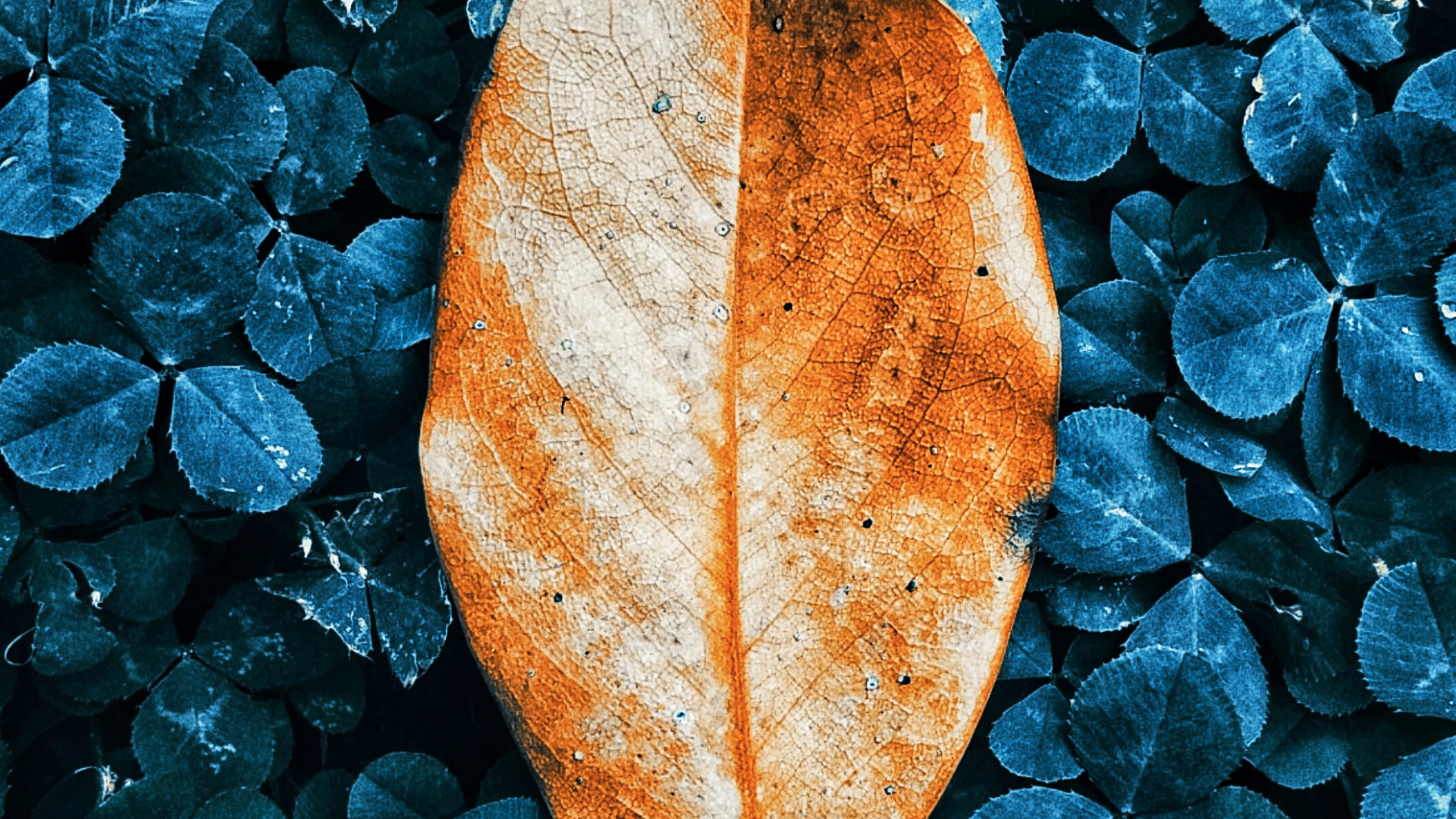 Autumn, Leaf, Botany, Liquid, Nature. Wallpaper in 1920x1080 Resolution
