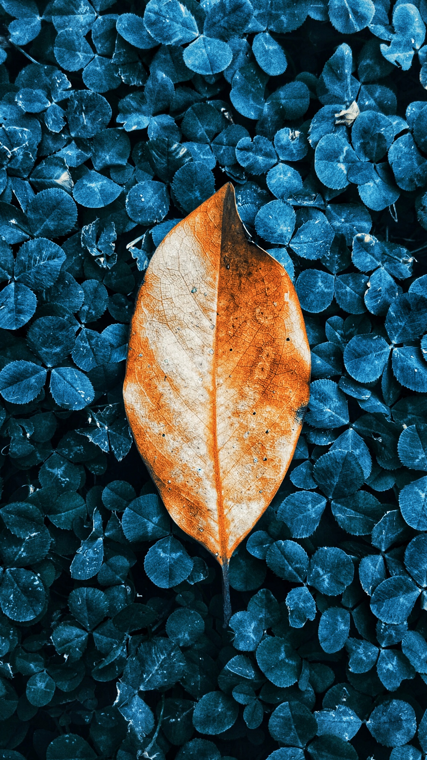 Feuille, Botanique, Liquid, Nature, Blue. Wallpaper in 1440x2560 Resolution