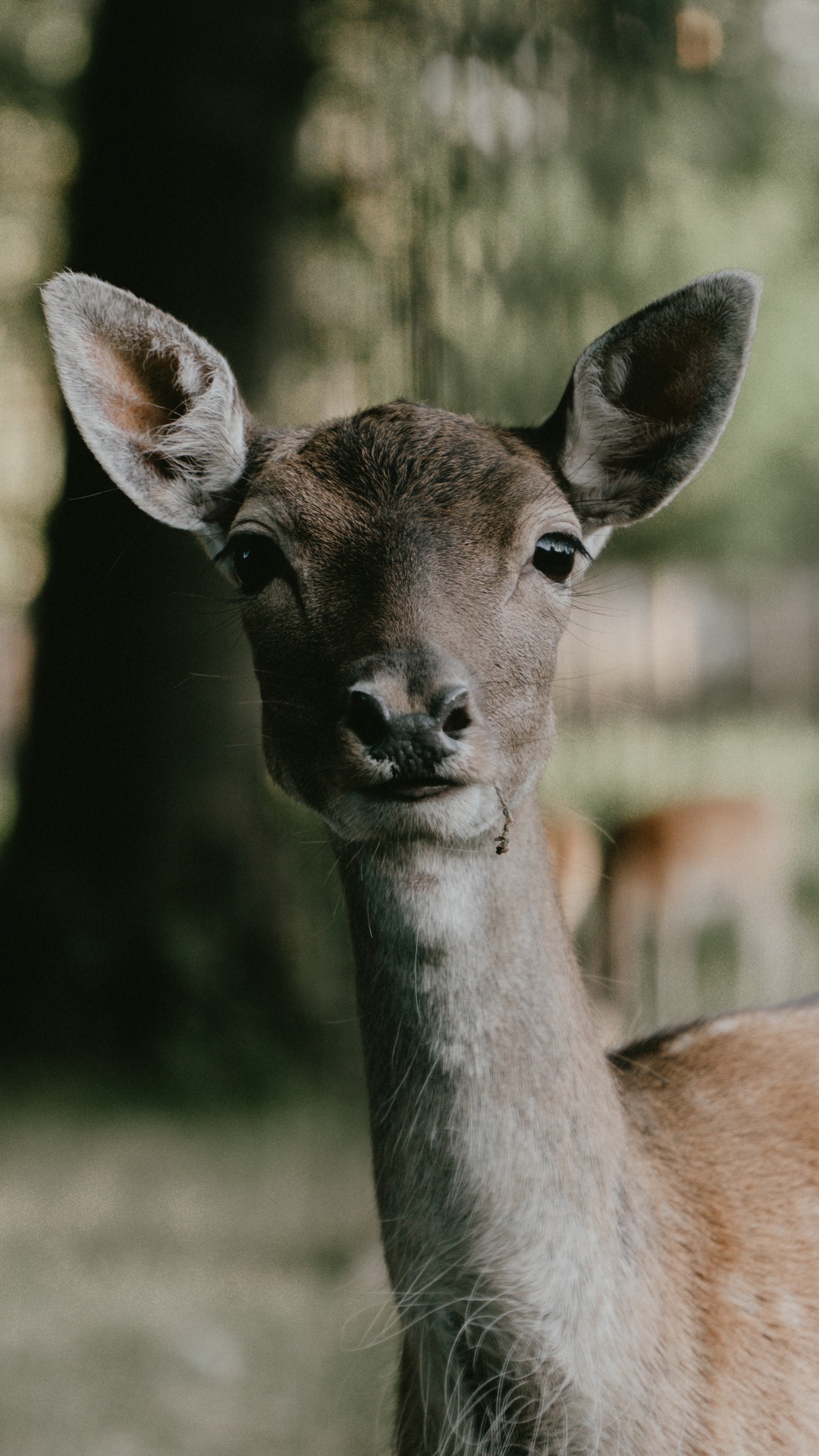 Brown Deer in Tilt Shift Lens. Wallpaper in 1080x1920 Resolution