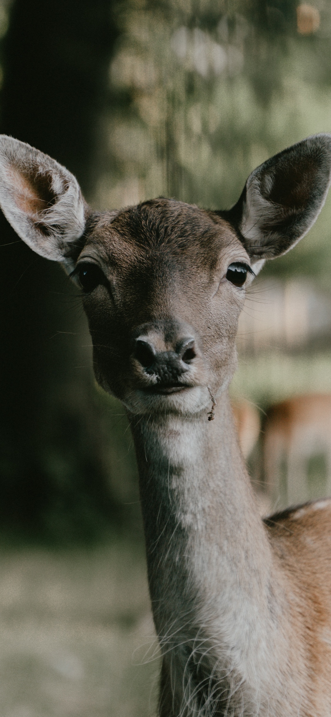 Brown Deer in Tilt Shift Lens. Wallpaper in 1125x2436 Resolution