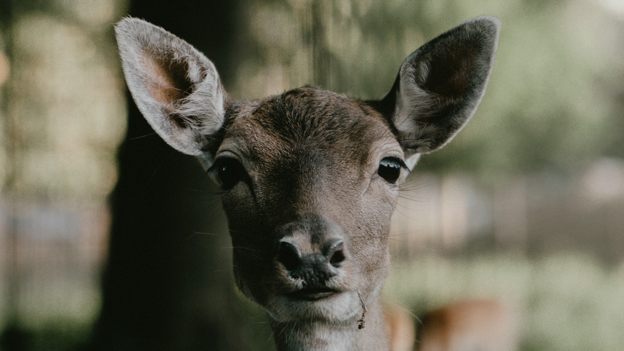 Brown Deer in Tilt Shift Lens. Wallpaper in 1280x720 Resolution