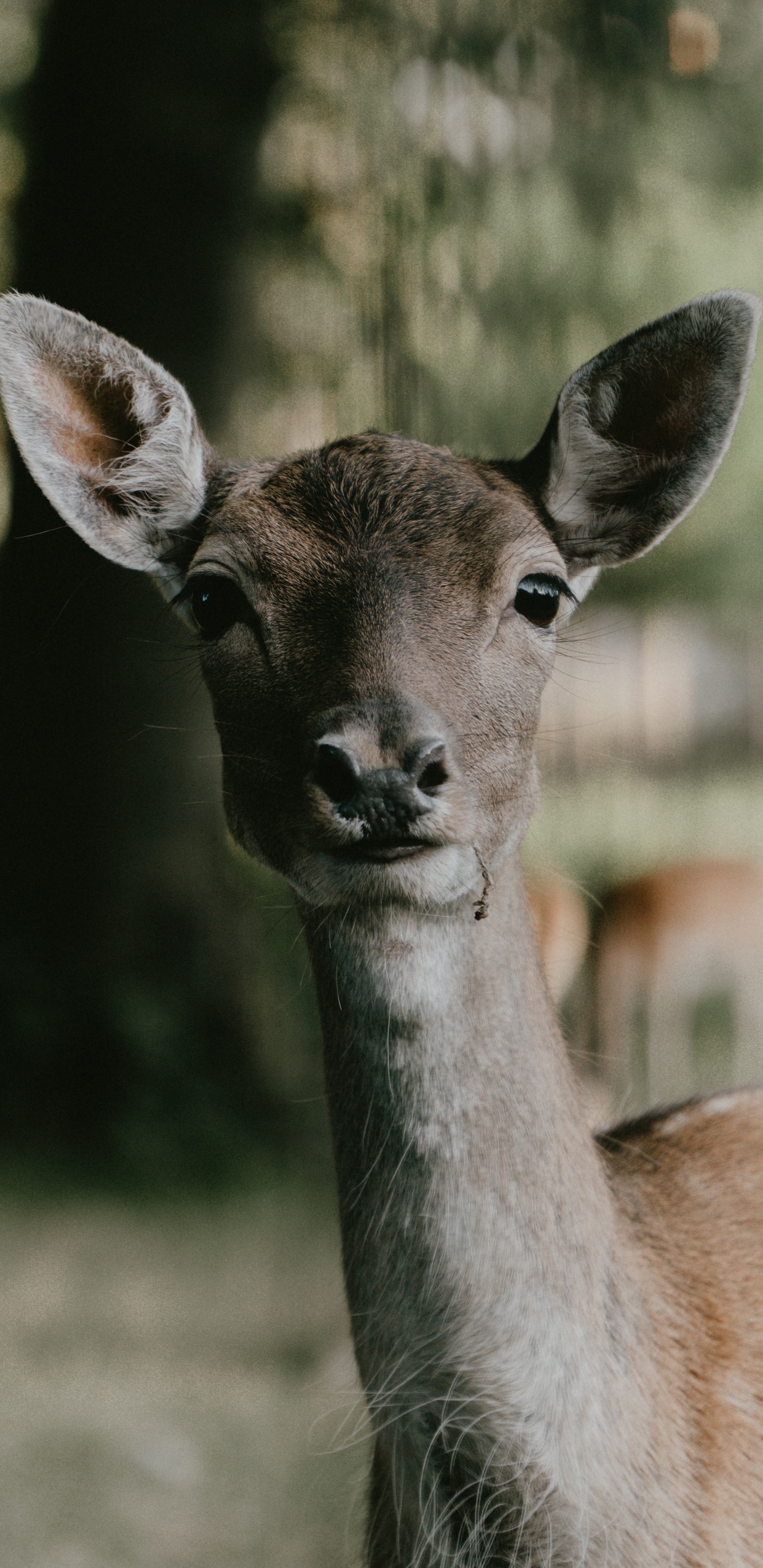 Brown Deer in Tilt Shift Lens. Wallpaper in 1440x2960 Resolution