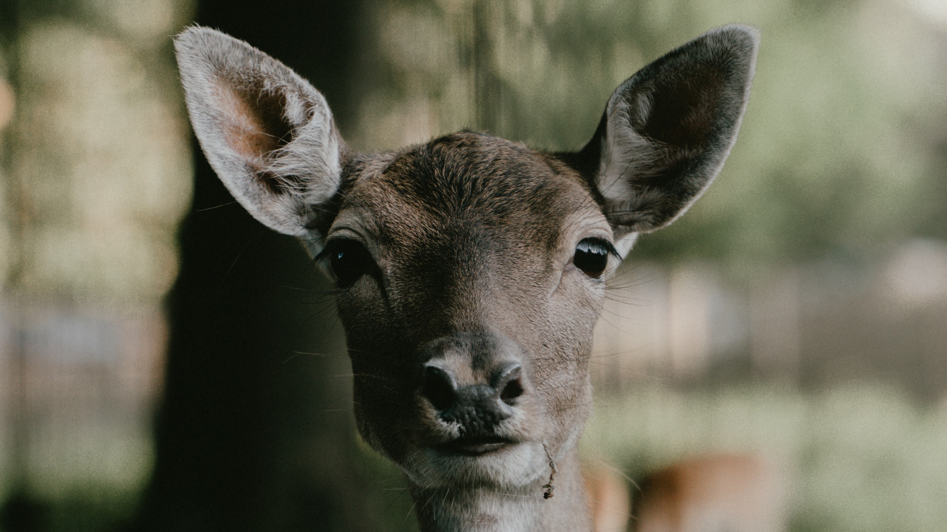 Brown Deer in Tilt Shift Lens. Wallpaper in 1920x1080 Resolution