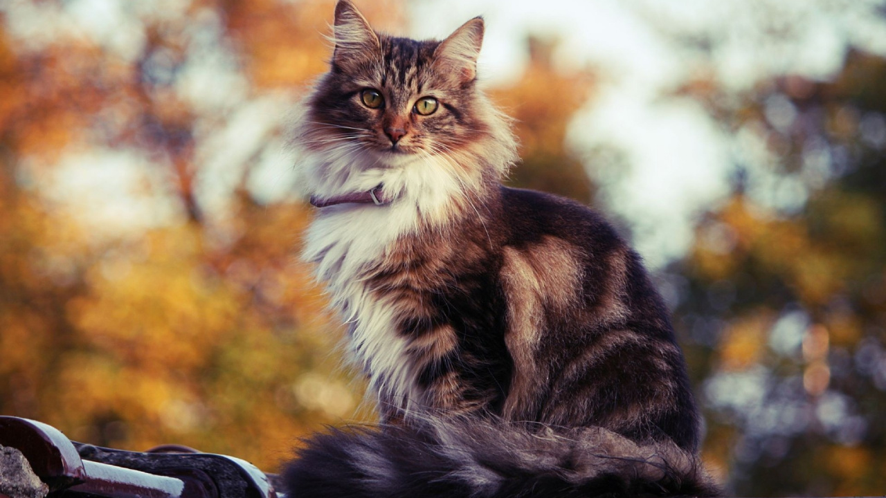 Brown and White Cat on Black Textile. Wallpaper in 1280x720 Resolution