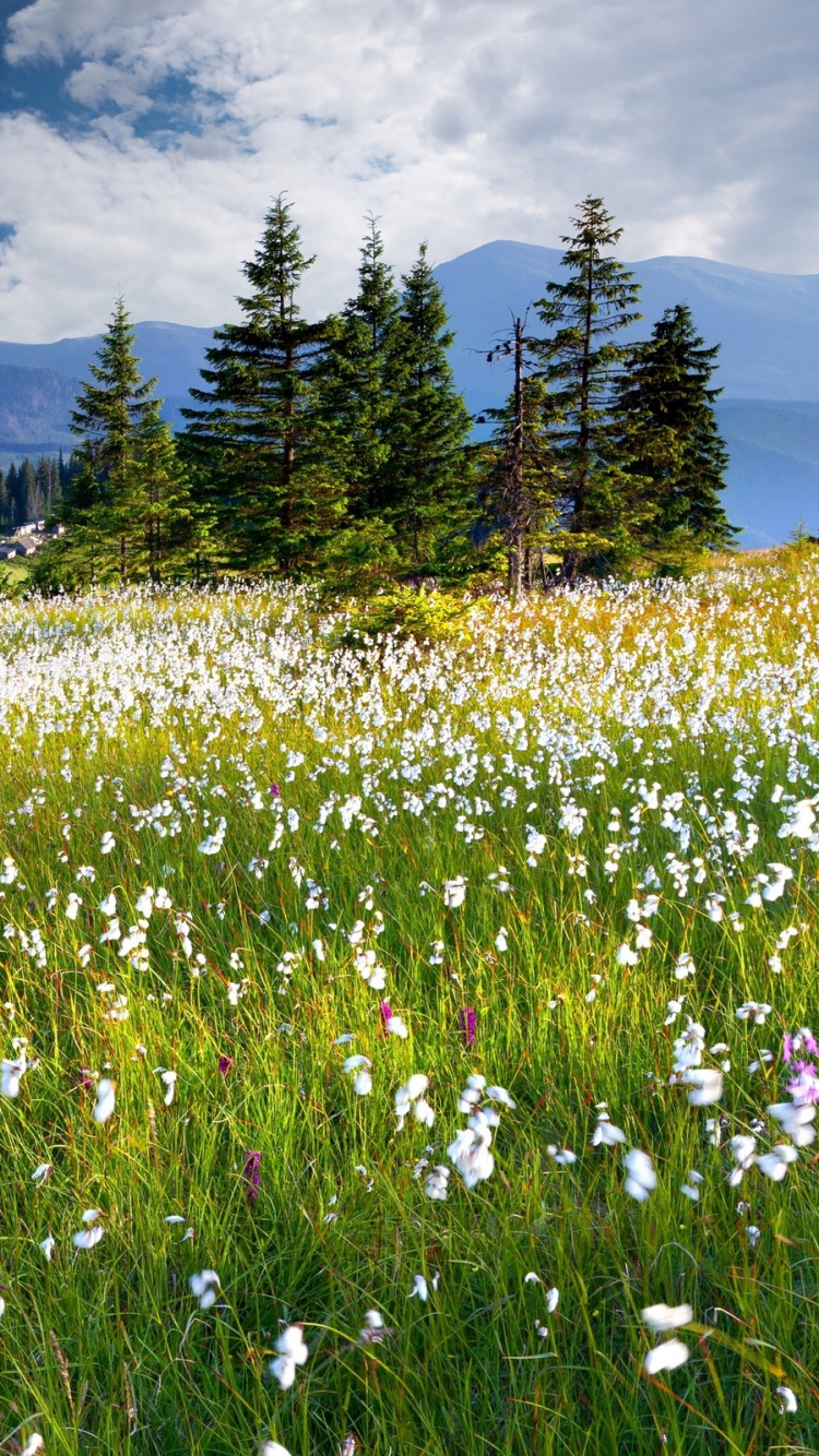Campo de Hierba Verde Cerca de Árboles Verdes y Montañas Bajo un Cielo Azul Durante el Día. Wallpaper in 750x1334 Resolution