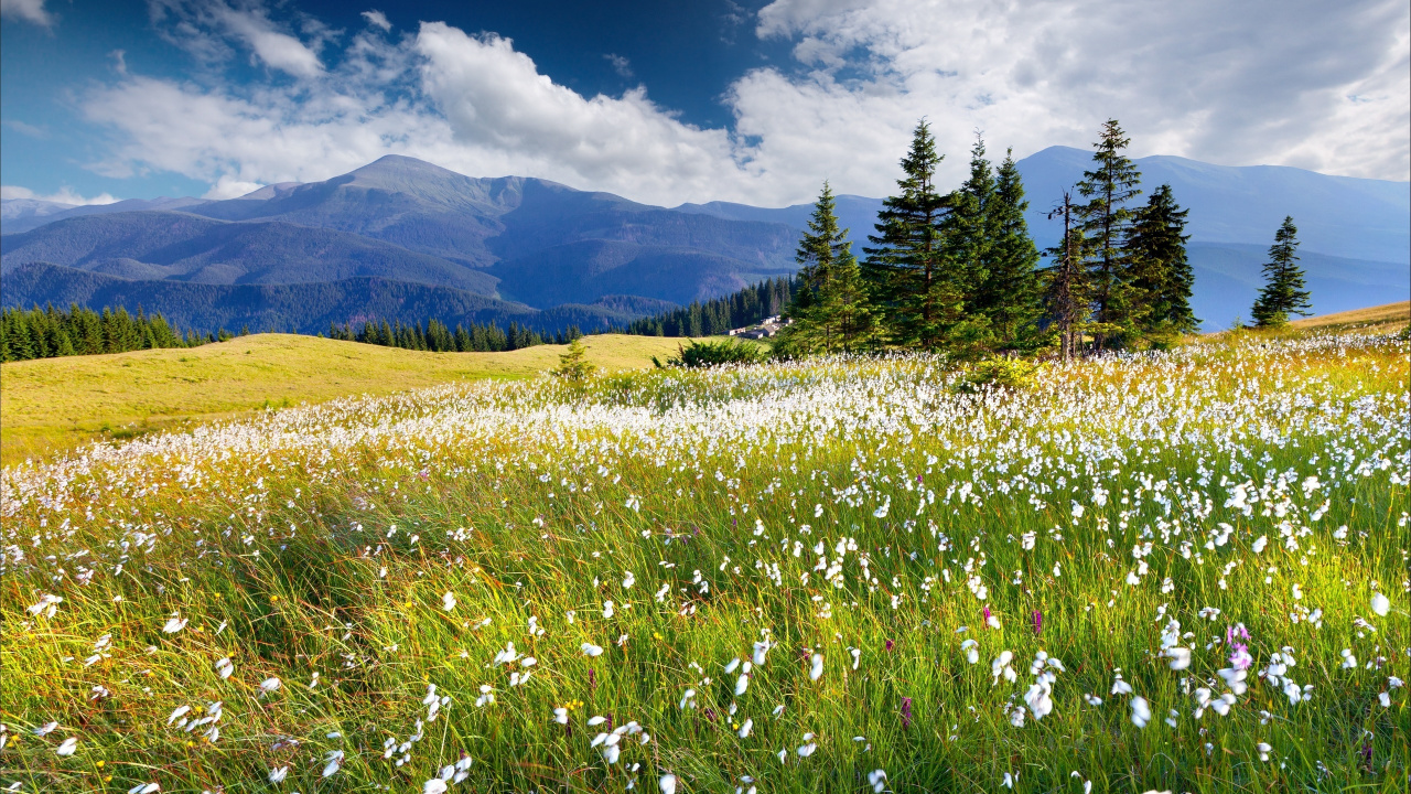 Green Grass Field Near Green Trees and Mountain Under Blue Sky During Daytime. Wallpaper in 1280x720 Resolution