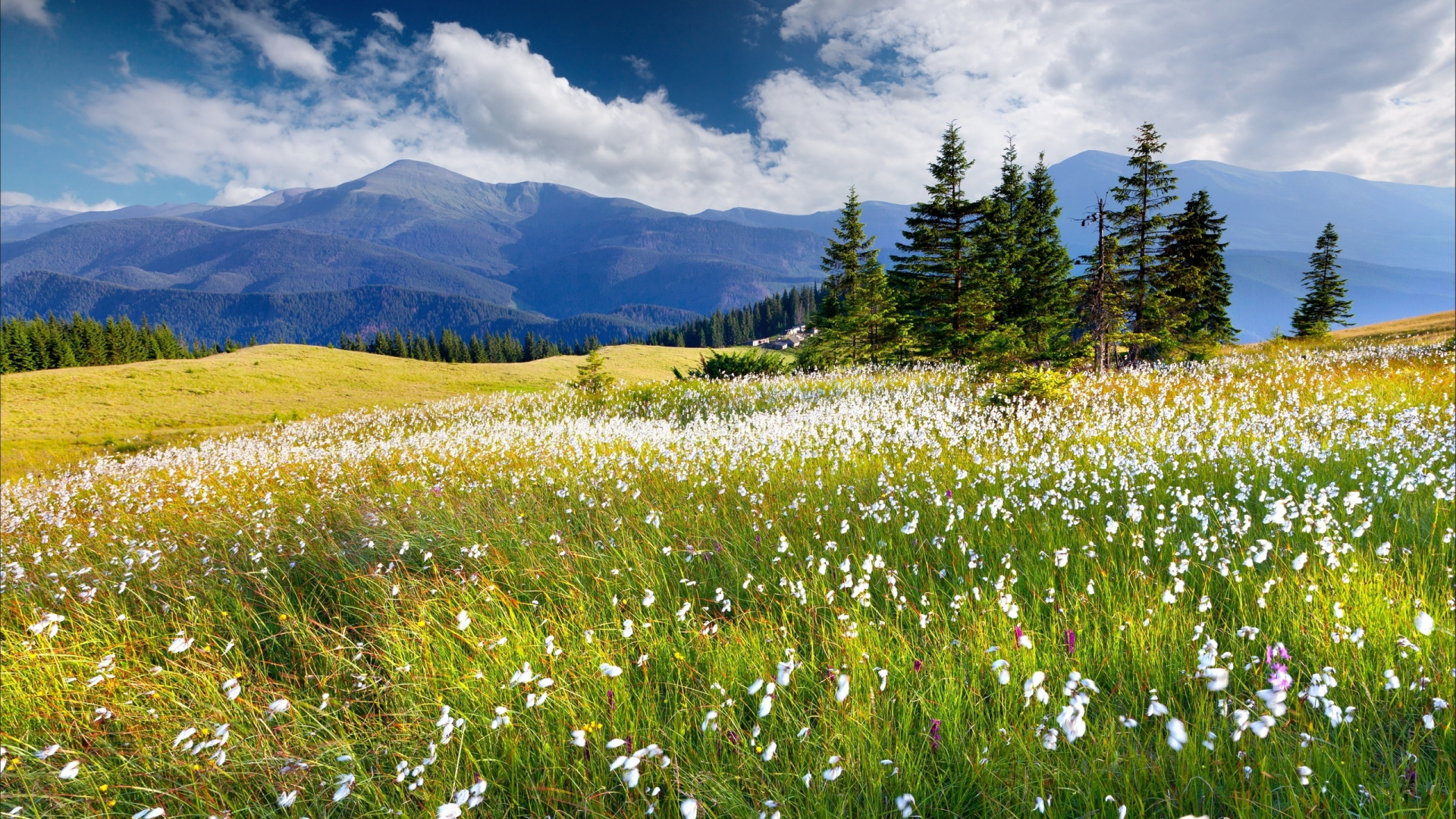 Green Grass Field Near Green Trees and Mountain Under Blue Sky During Daytime. Wallpaper in 1920x1080 Resolution
