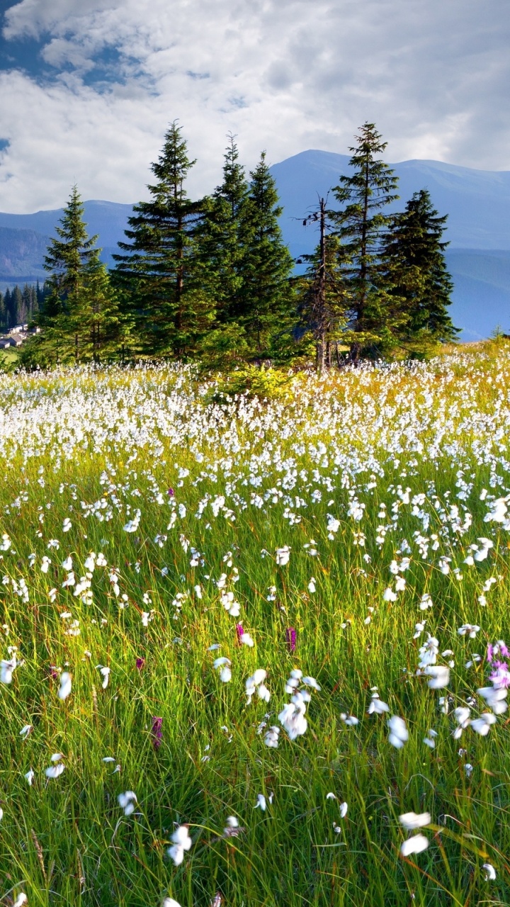 Grüne Wiese in Der Nähe Von Grünen Bäumen Und Bergen Unter Blauem Himmel Tagsüber Sky. Wallpaper in 720x1280 Resolution