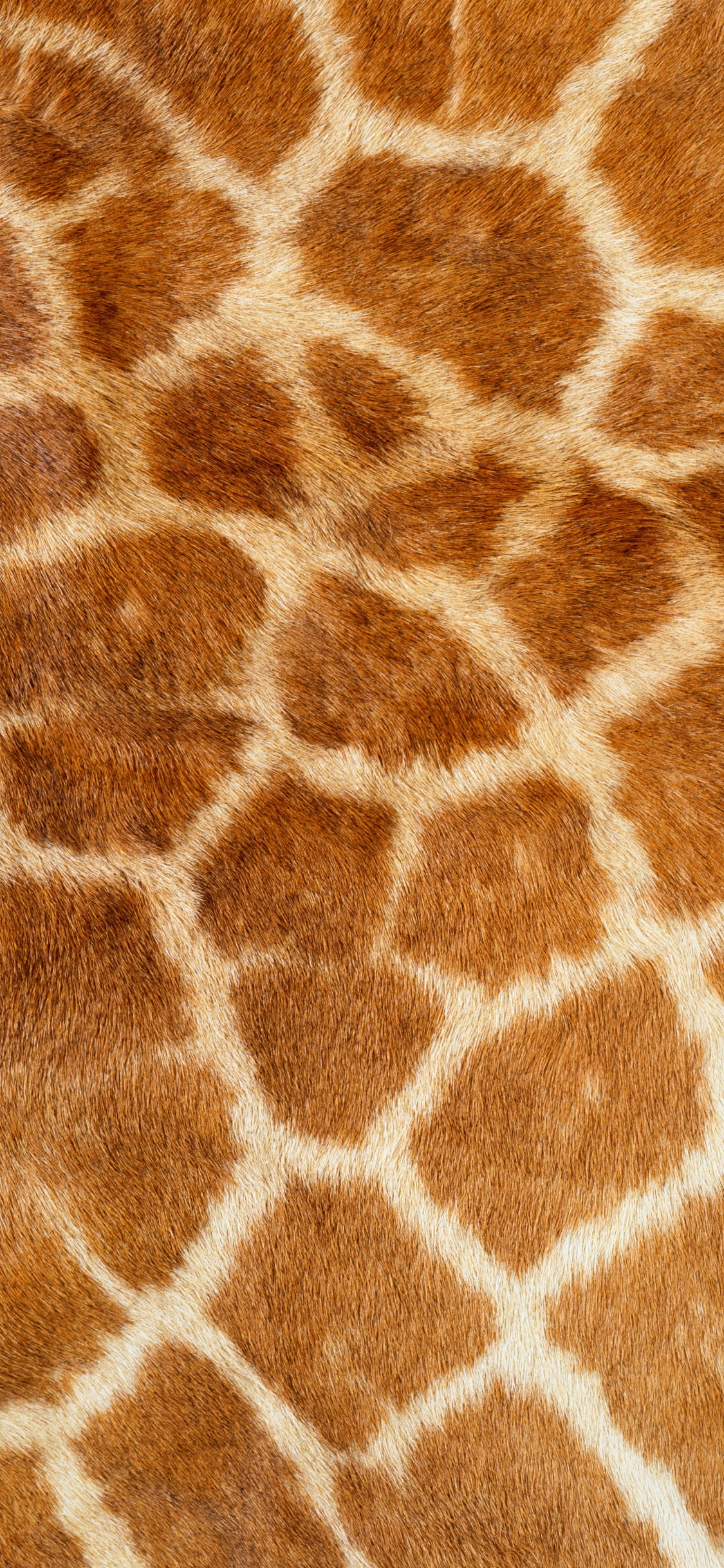 Brown and White Fur Textile. Wallpaper in 1125x2436 Resolution