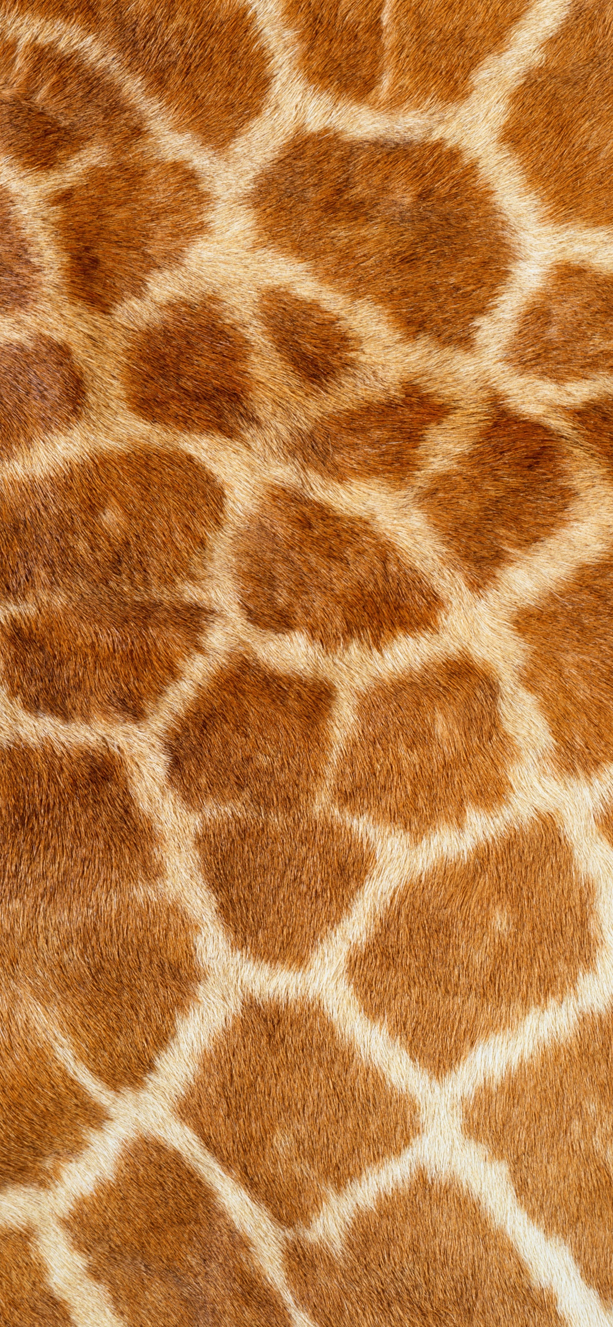 Brown and White Fur Textile. Wallpaper in 1242x2688 Resolution