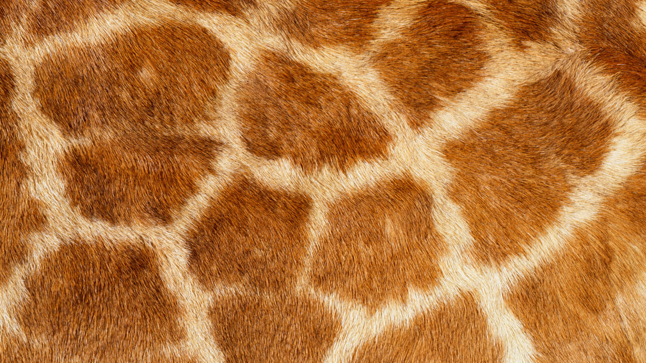Brown and White Fur Textile. Wallpaper in 1280x720 Resolution