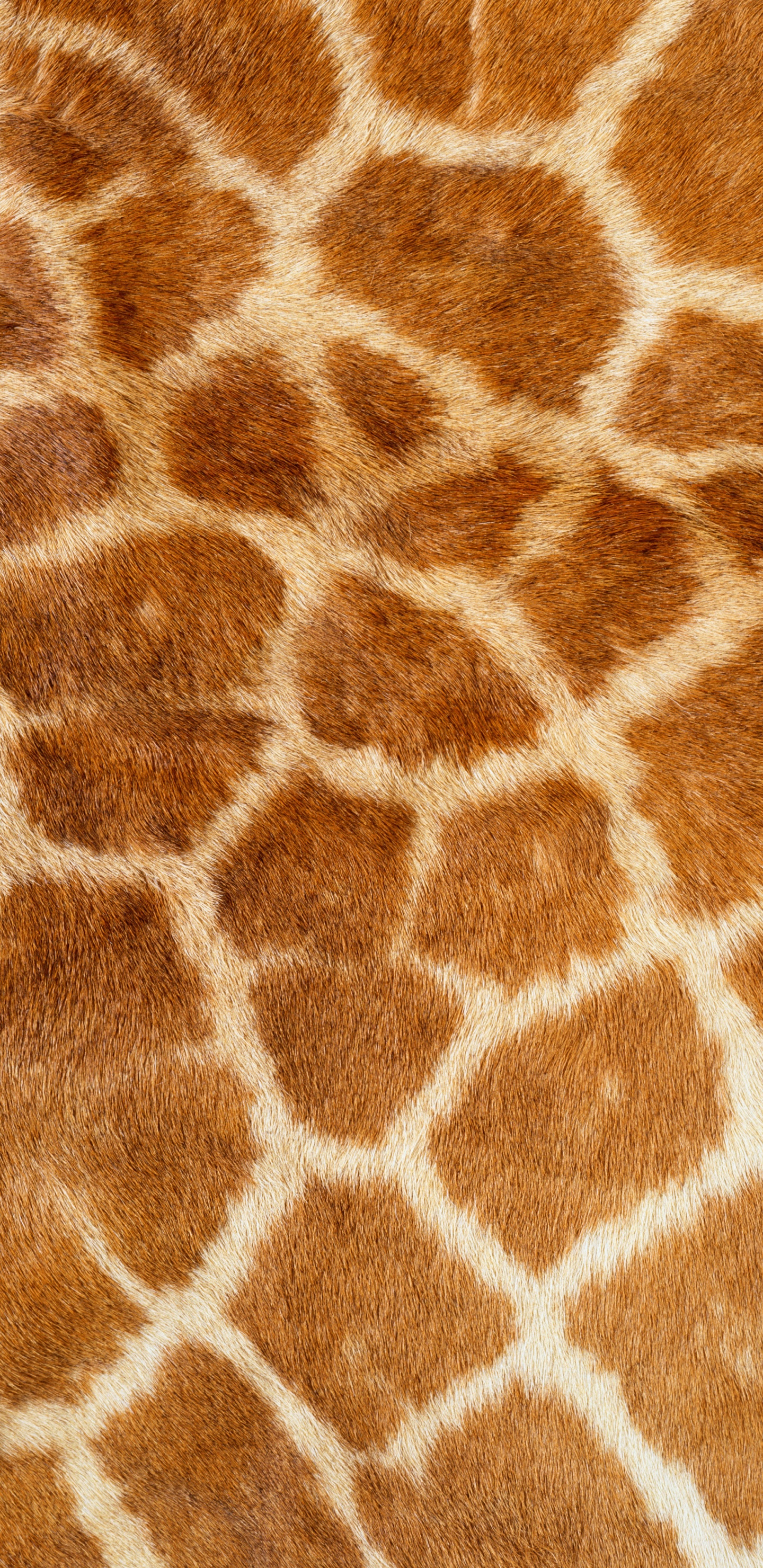 Brown and White Fur Textile. Wallpaper in 1440x2960 Resolution