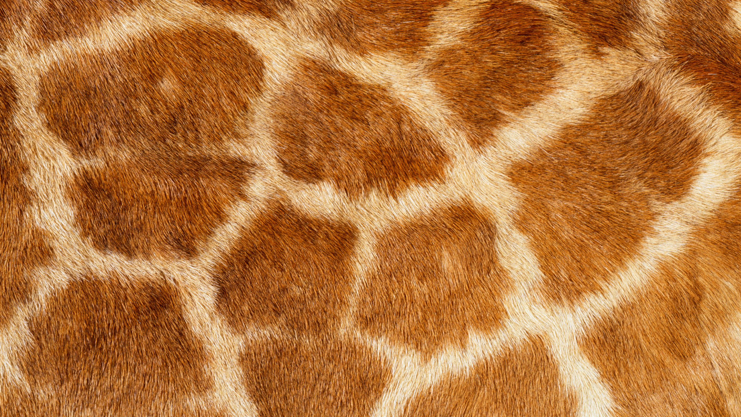 Brown and White Fur Textile. Wallpaper in 2560x1440 Resolution