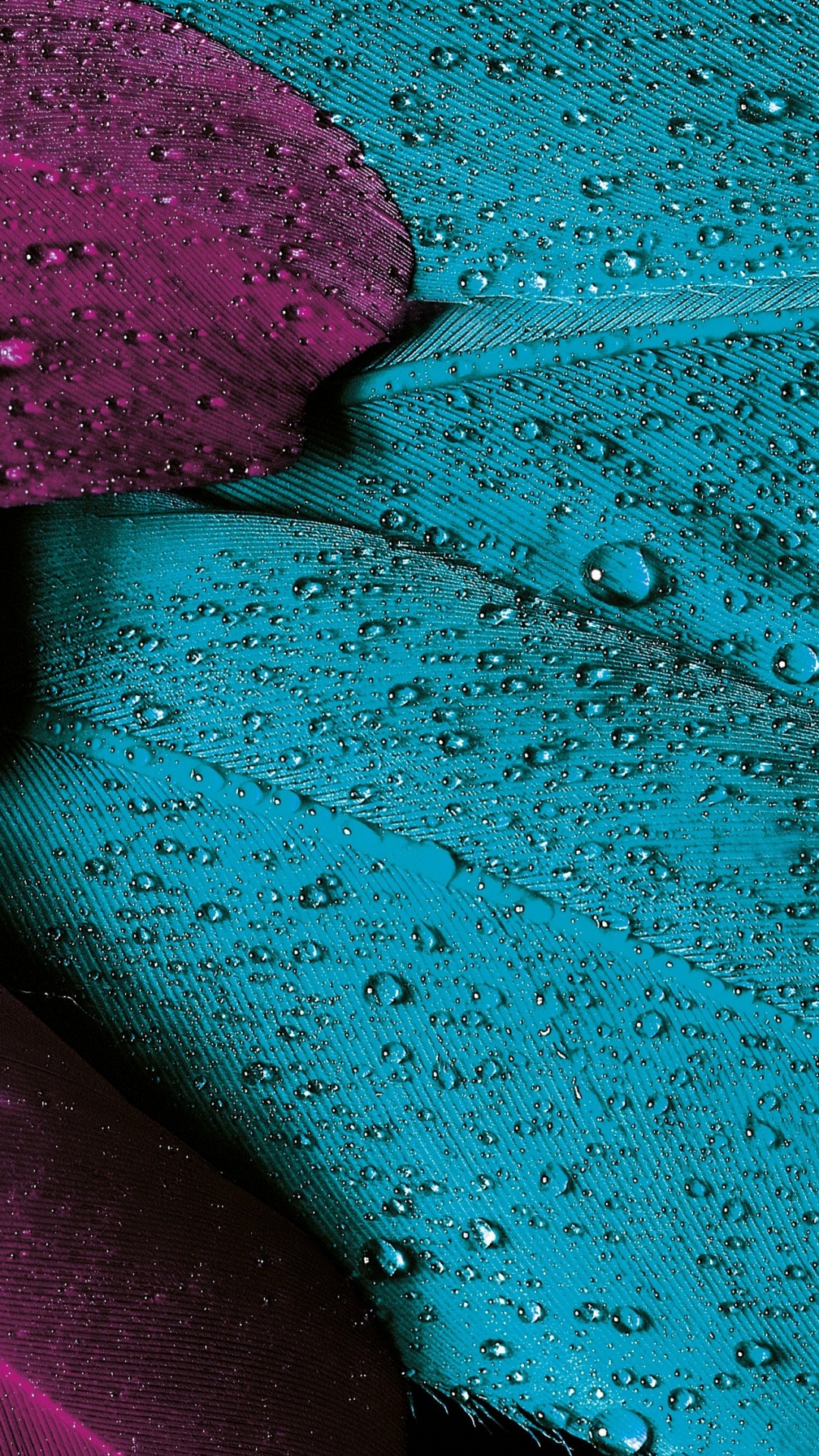 Violeta, el Esquema de Color, Teal, Color, Morado. Wallpaper in 1080x1920 Resolution