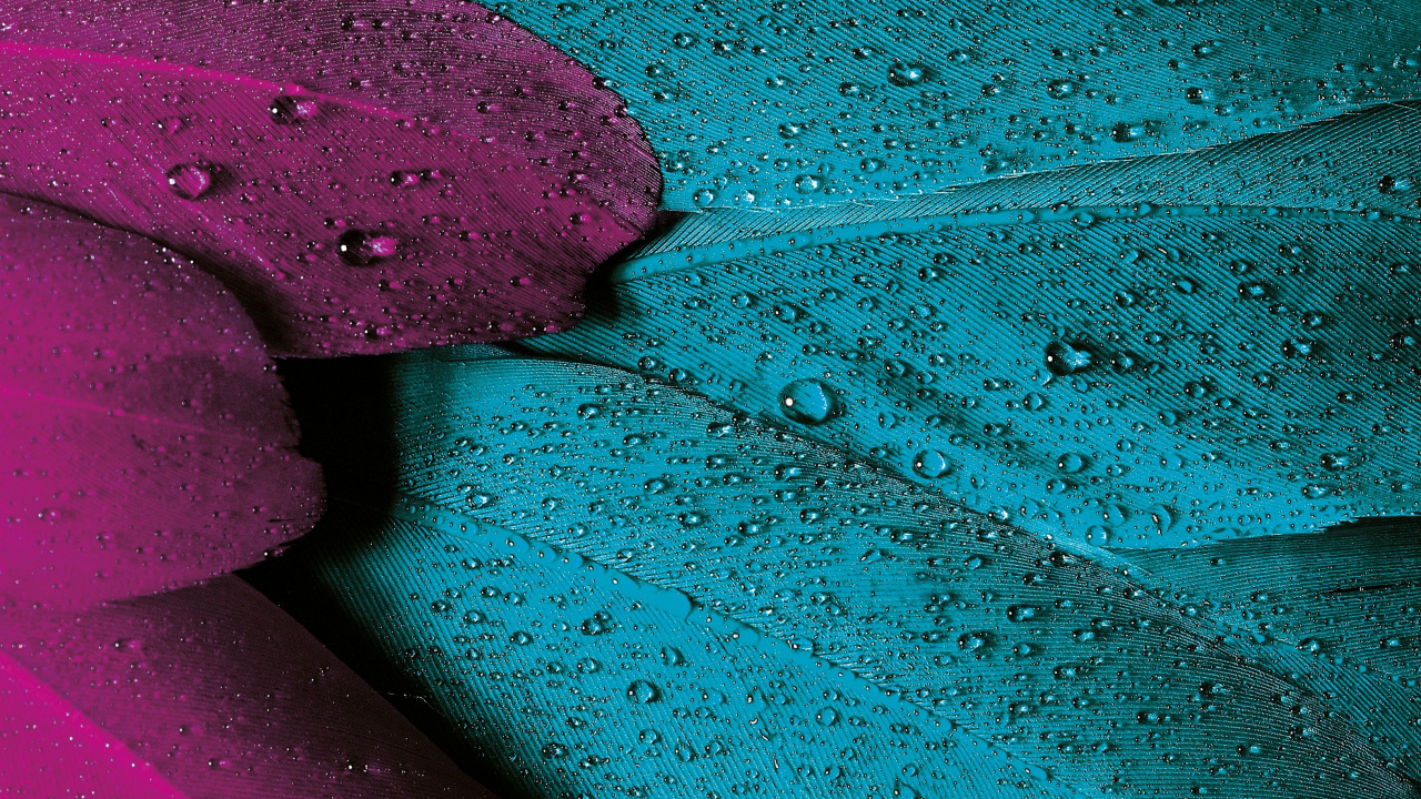 Violeta, el Esquema de Color, Teal, Color, Morado. Wallpaper in 1280x720 Resolution