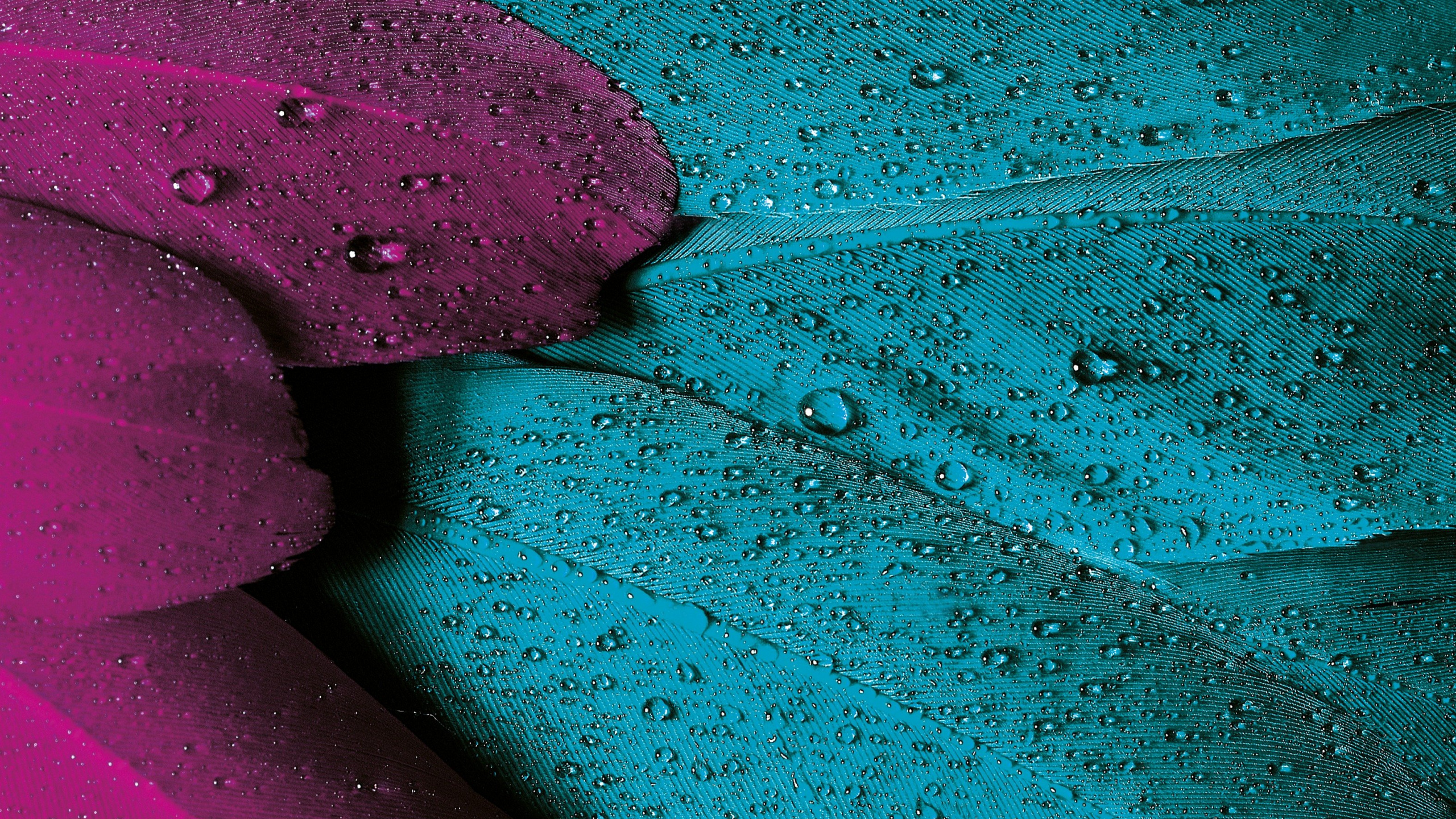 Violeta, el Esquema de Color, Teal, Color, Morado. Wallpaper in 2560x1440 Resolution