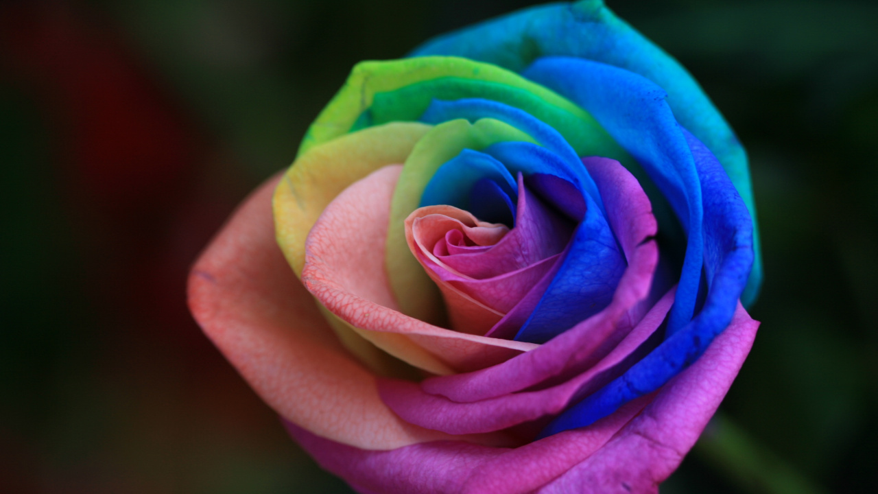玫瑰家庭, 显花植物, 玫瑰花园, 彩虹, 绿色的 壁纸 1280x720 允许