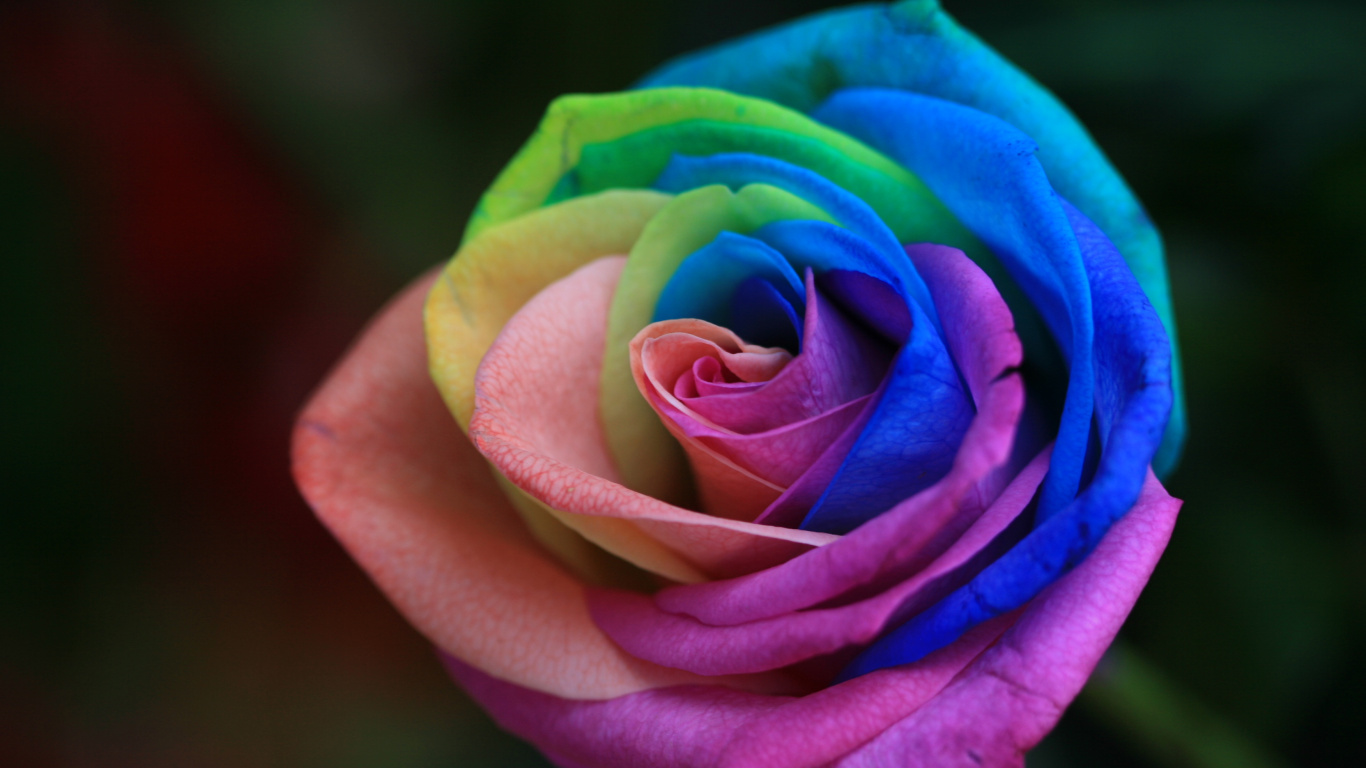 玫瑰家庭, 显花植物, 玫瑰花园, 彩虹, 绿色的 壁纸 1366x768 允许