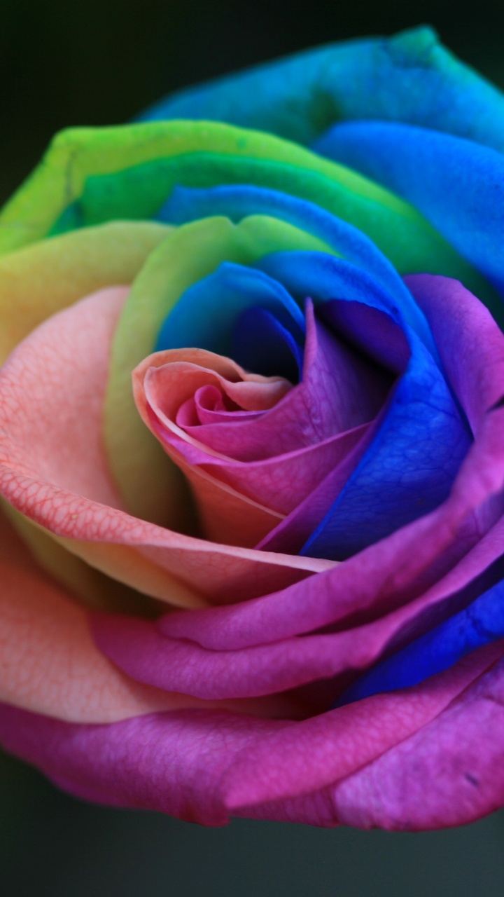 玫瑰家庭, 显花植物, 玫瑰花园, 彩虹, 绿色的 壁纸 720x1280 允许