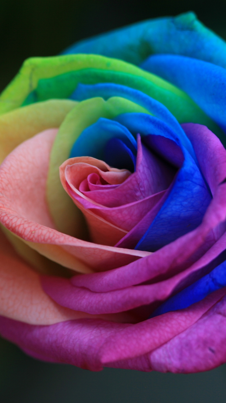 玫瑰家庭, 显花植物, 玫瑰花园, 彩虹, 绿色的 壁纸 750x1334 允许